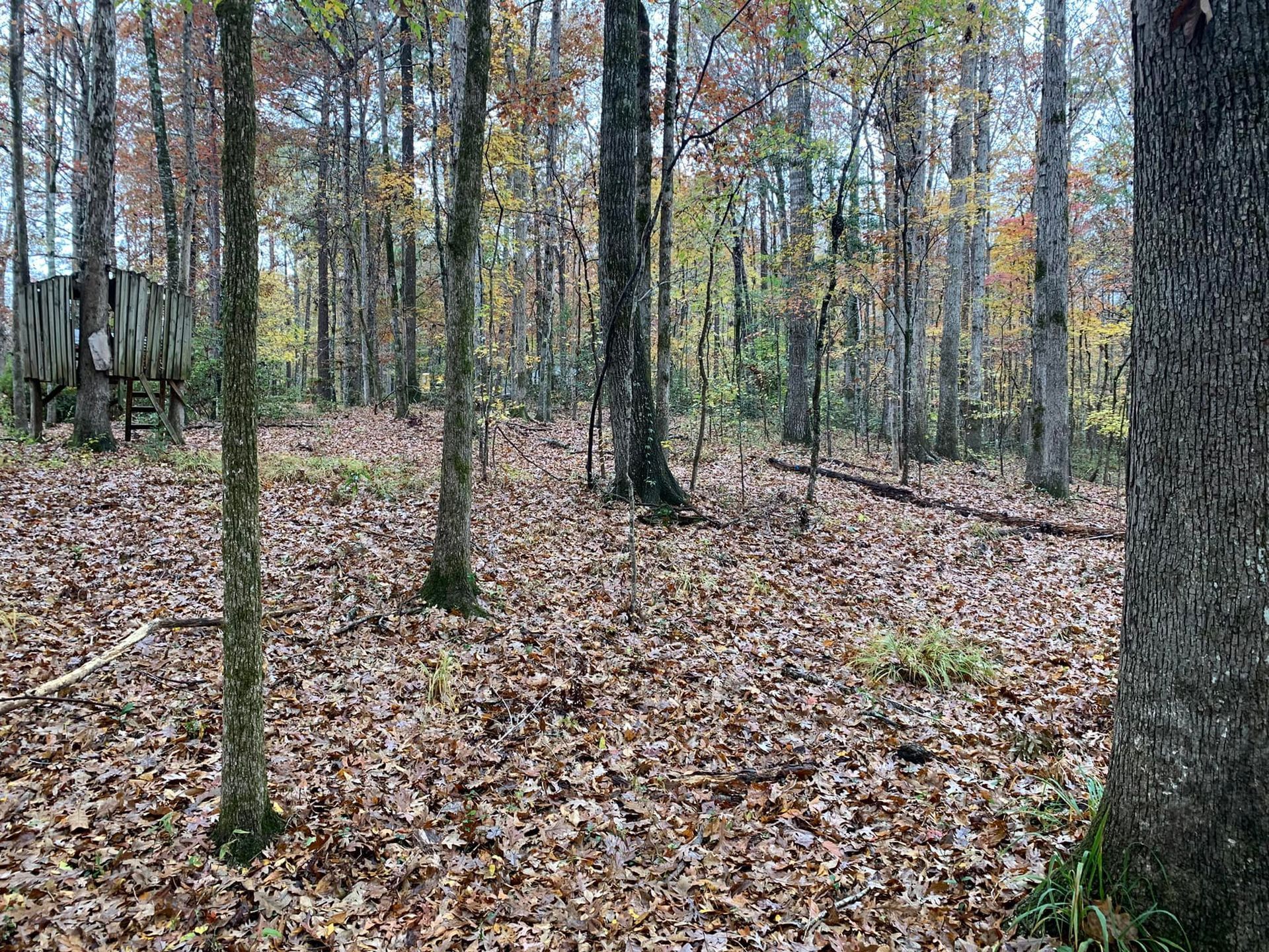 There is a lot of leaves on the ground in the woods.
