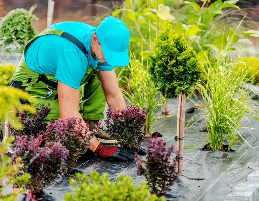 Gardener in turquoise shirt planting shrubs in a landscaped garden bed