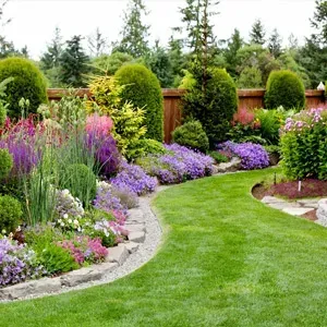Lush garden with curved green lawn, purple flowers, trimmed shrubs, and a wooden fence backdrop