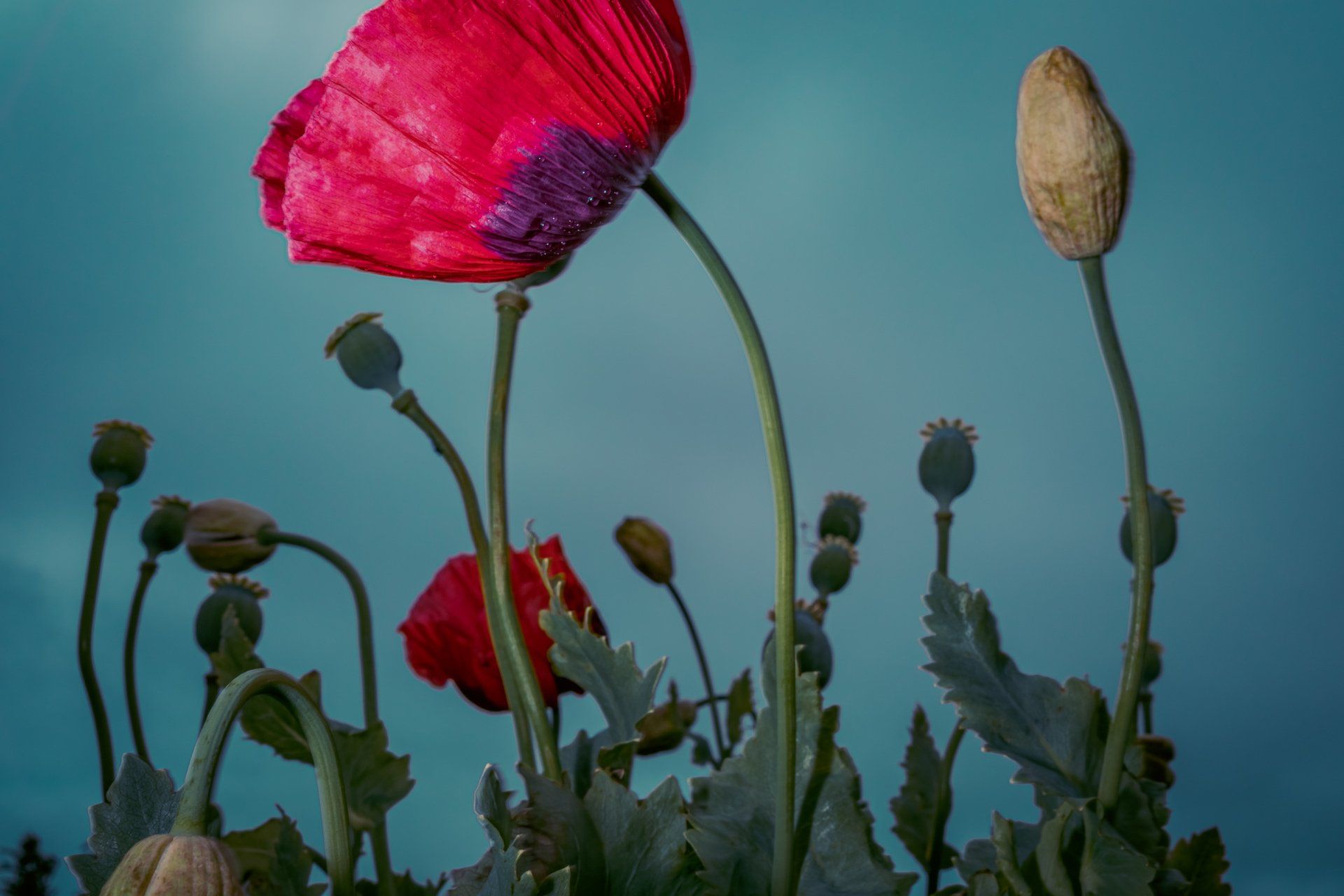 The Band, floral photography featuring Papaver somniferum @Oana M. Baković - Fine Art Photography, Dungeness, 2022.