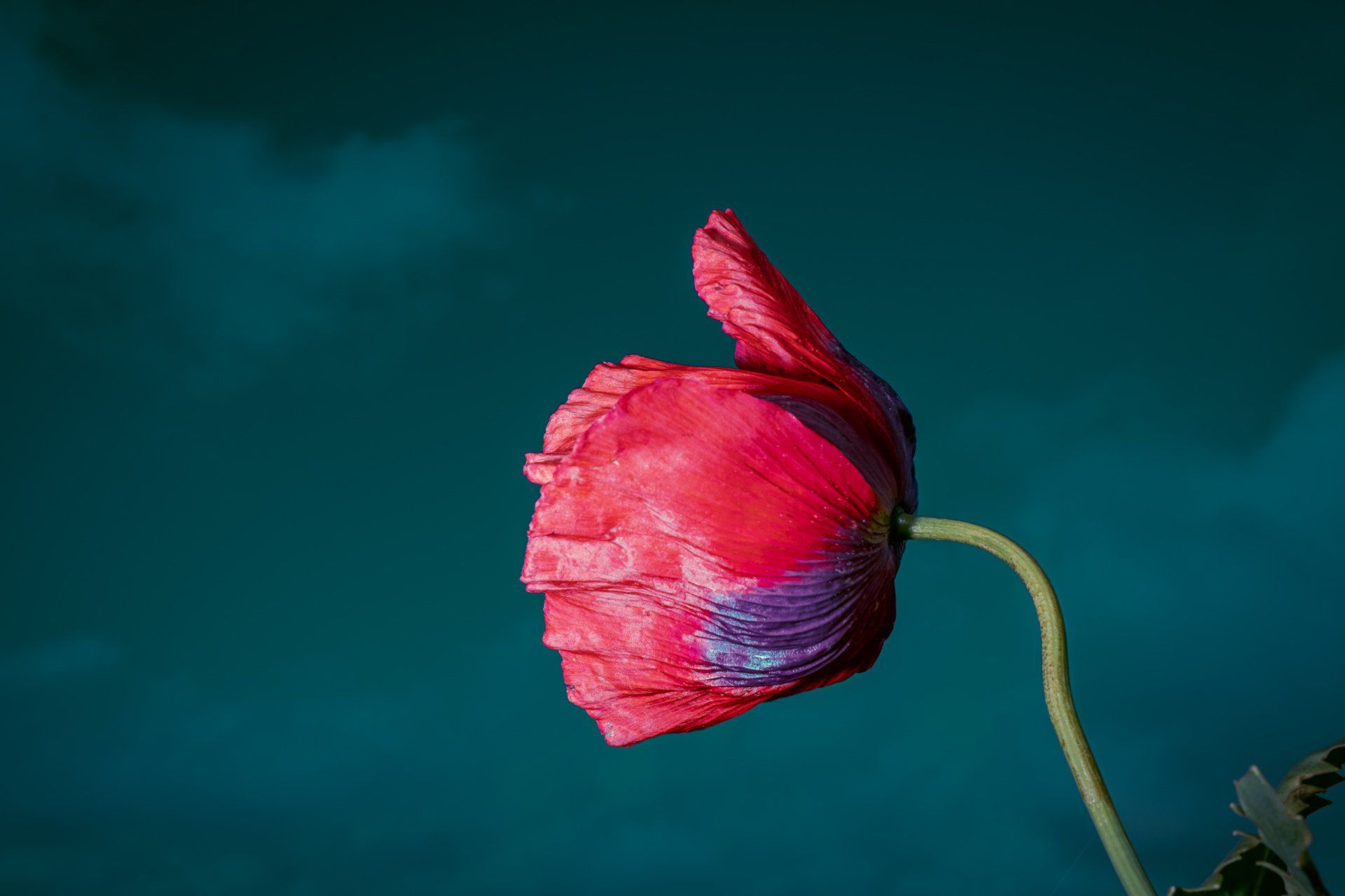 Drama Queen, floral photography featuring Papaver somniferum @Oana M. Baković - Fine Art Photography, Dungeness, 2022.