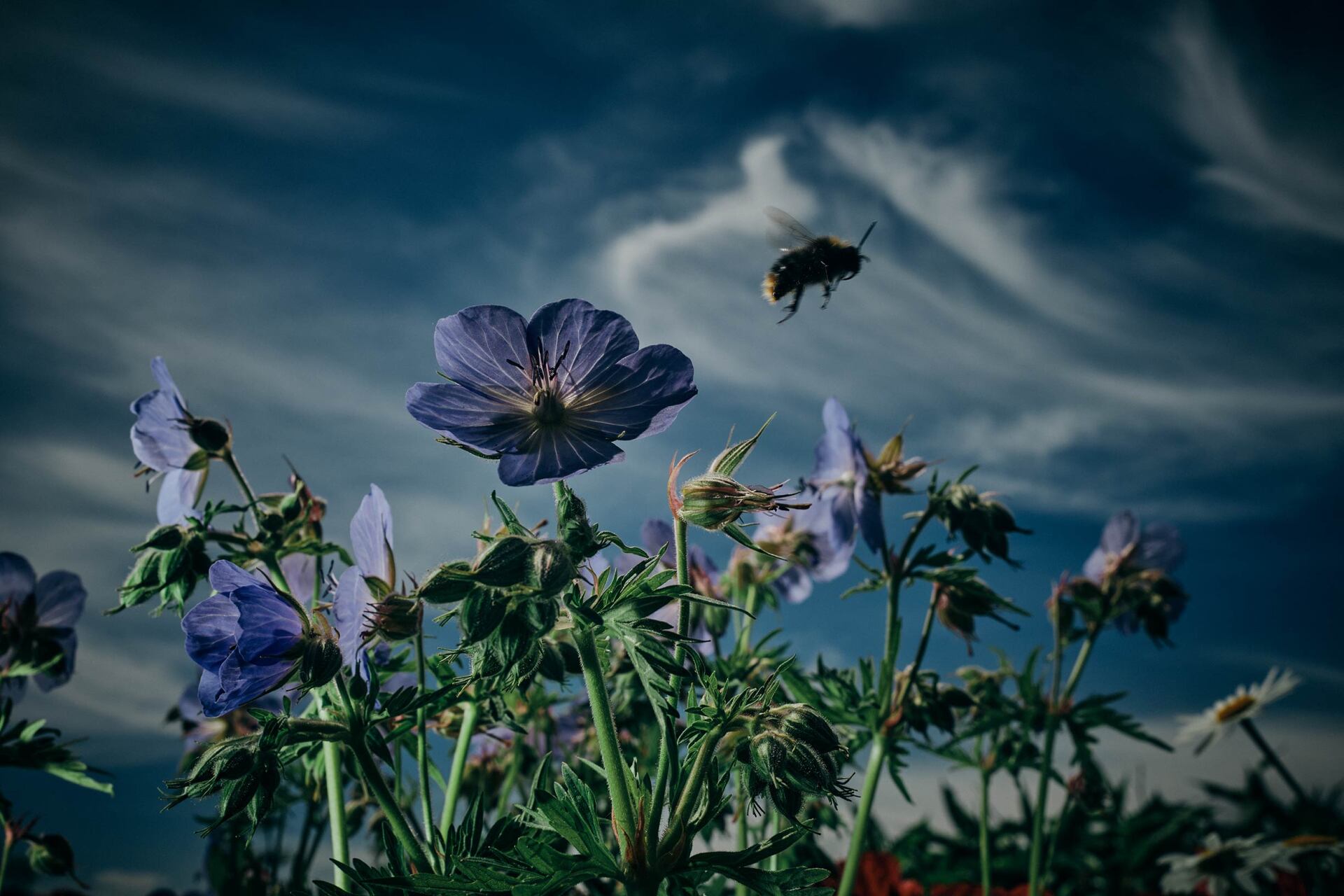 Clubbing, award-winning nature photography captured in East Sussex's gardens @Oana Baković, 2021.