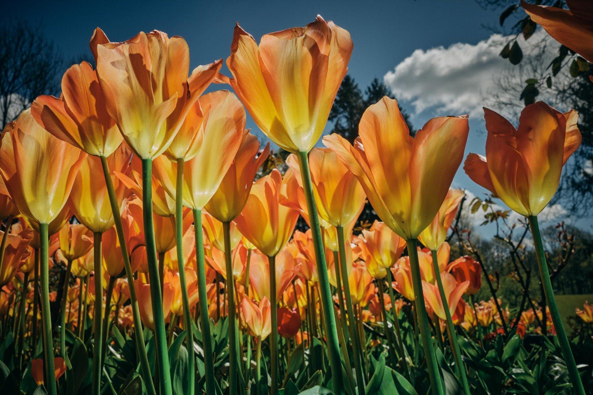 Clockwork Orange, contemporary nature photography showcasing a field of orange tulips against a blue sky @Oana Baković, 2021.