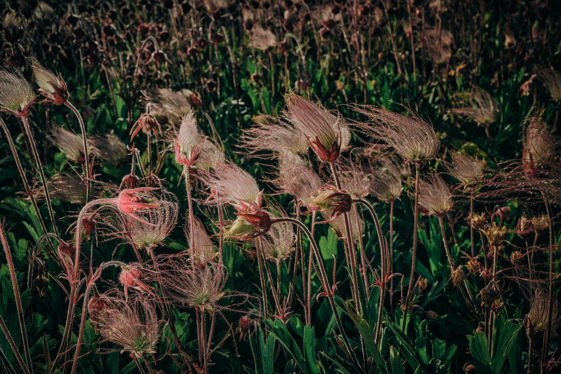 Punk's Not Dead, nature photography featuring Geum triflorum @Oana M. Baković - Fine Art Photography, 2021.