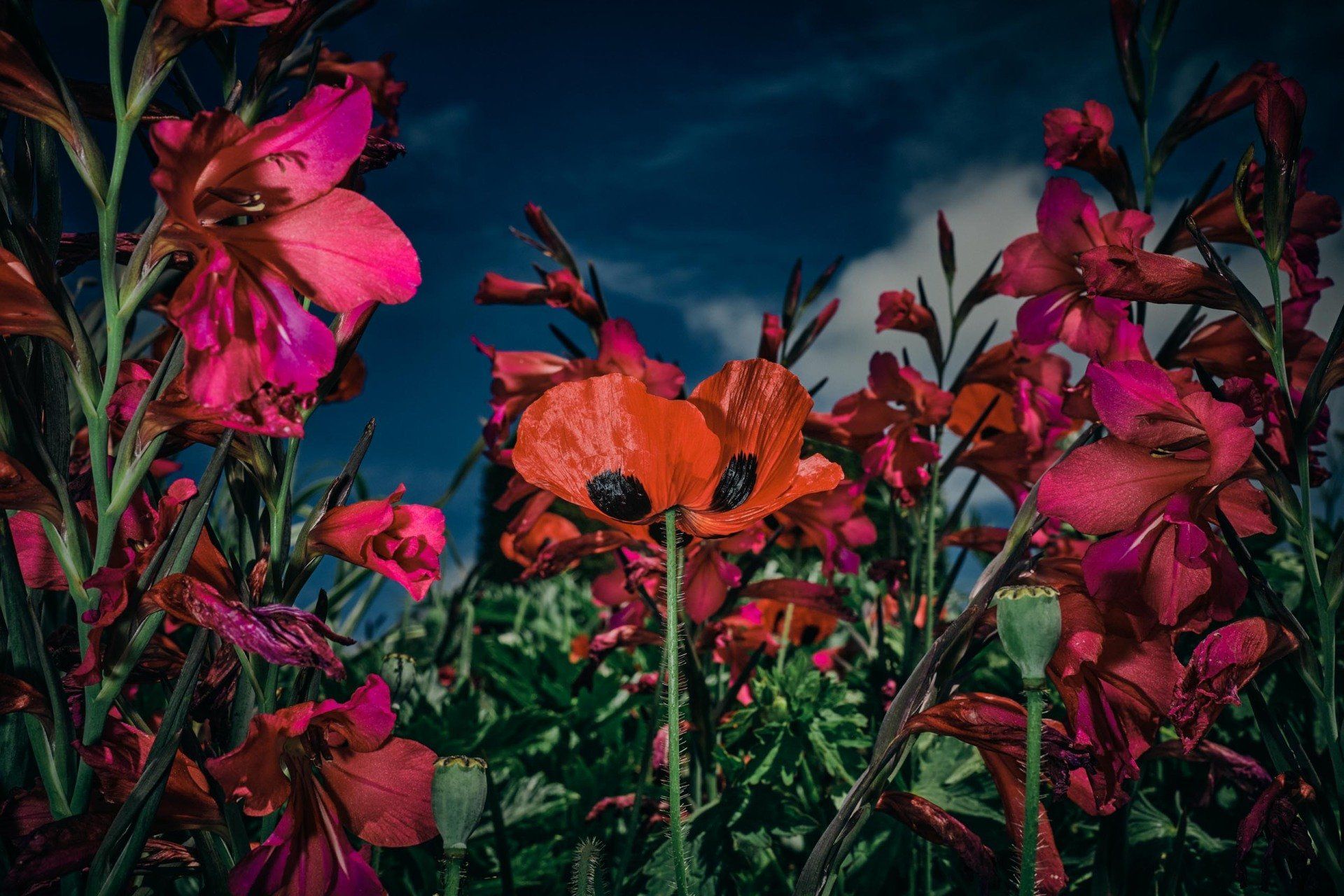 Fiesta, contemporary nature photography featuring Gladiolus communis & Papaver orientale @Oana M. Baković, 2021.