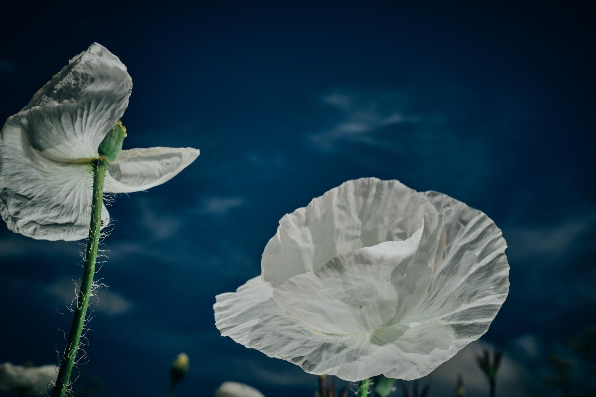 One Of A Kind, award-winning floral photography art featuring white poppies against a dark blue sky @Oana Baković, 2021.