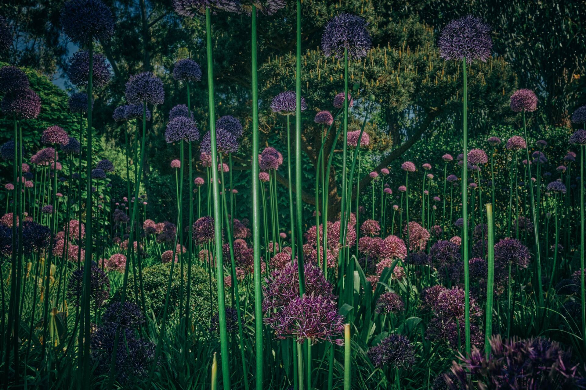 Intergalactic, award-winning nature photography featuring Allium hollandicum @Oana M. Baković - Fine Art Photography, 2021.