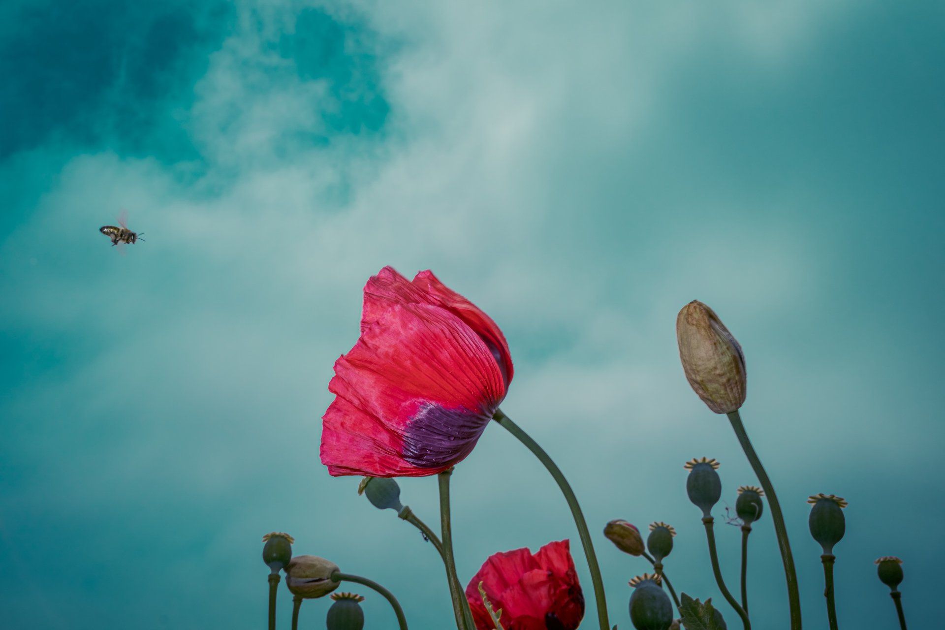 Major Tom, floral photography featuring Papaver somniferum @Oana M. Baković - Fine Art Photography, Dungeness, 2022.