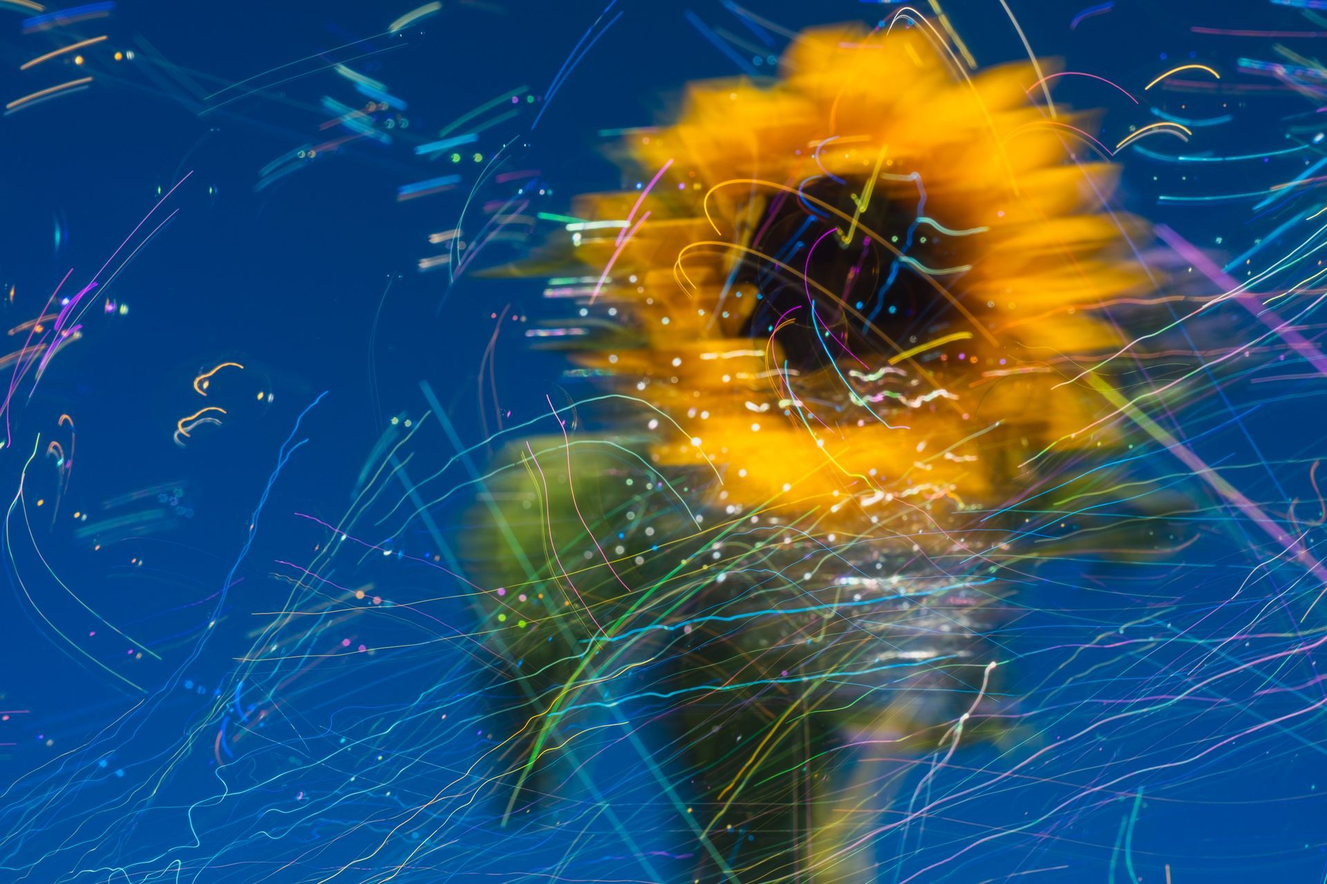 Sunflower Love, creative contemporary photography featuring sunflowers, East Sussex @Oana Baković, 2024.