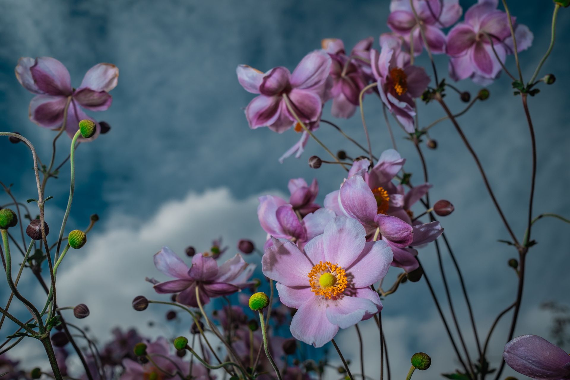 Summer Undone, floral photography featuring Eriocapitella tomentosa @Oana M. Baković - Fine Art Photography, 2023. 