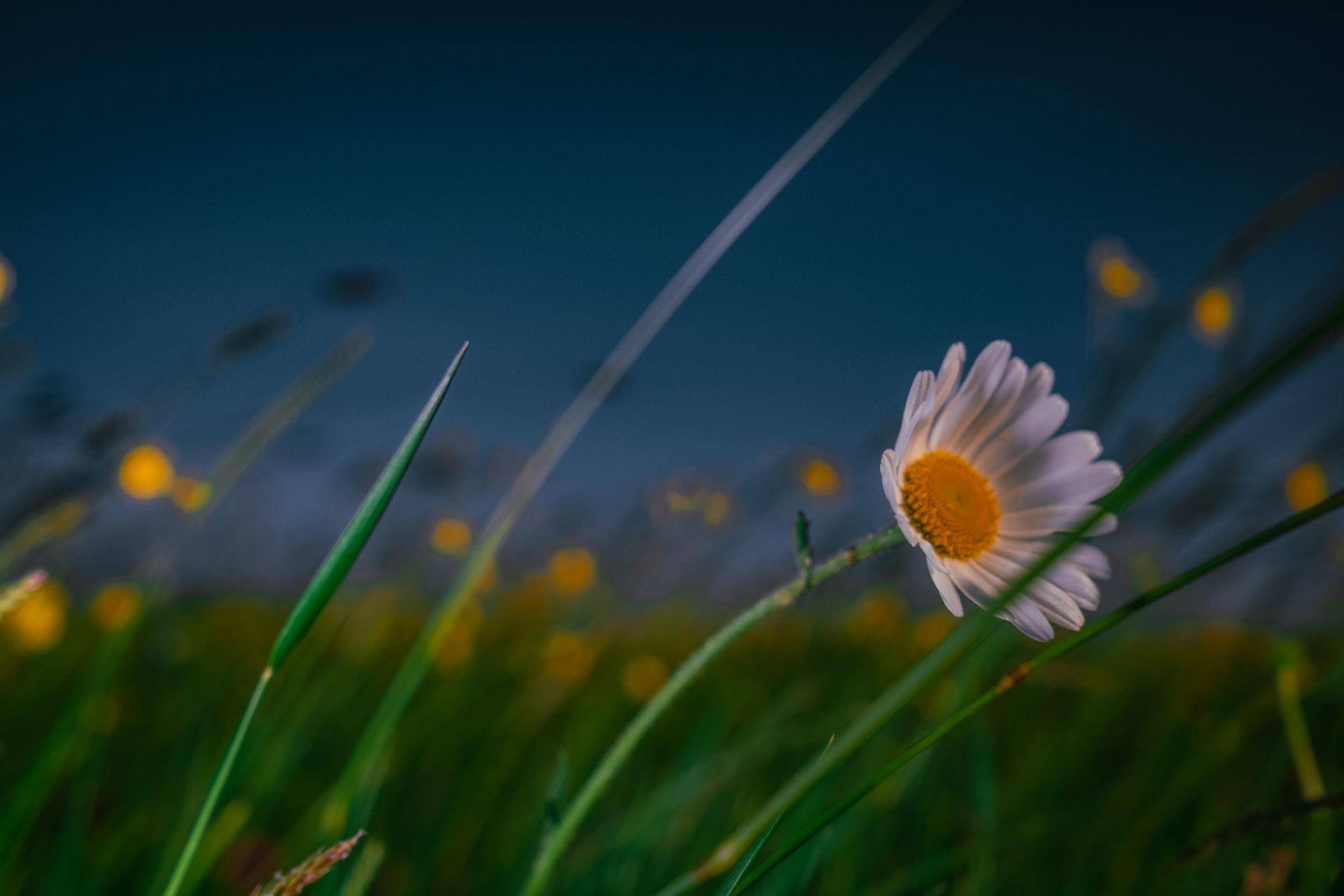 Yellow Submarine, wild flora photography featuring a white daisy in the East Sussex fields @Oana M. Baković.