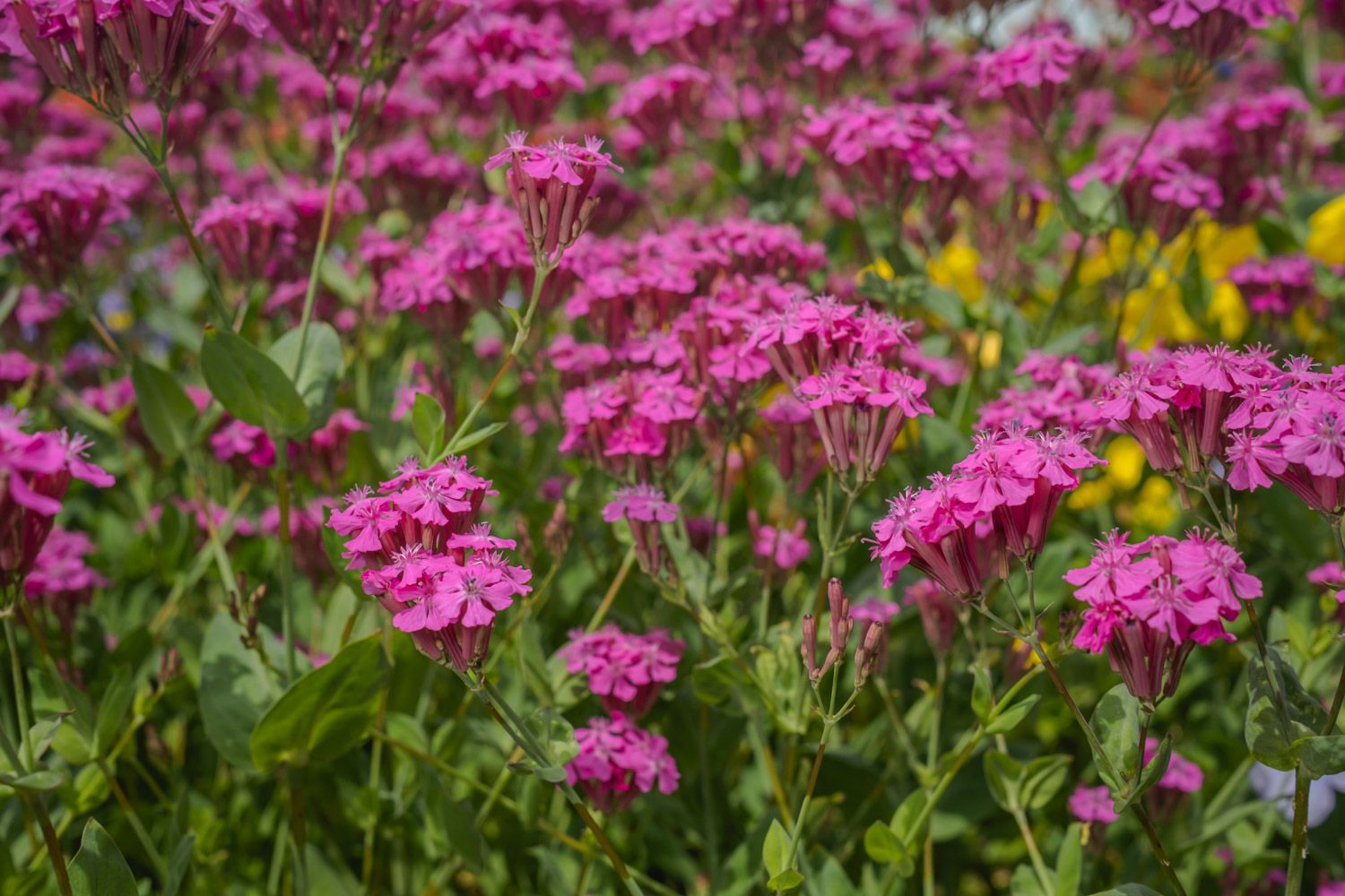 Pink Banquet, showcasing Silene rubella (garden catchfly) glowing under summer light. Great Dixter by Oana Baković, 2025.