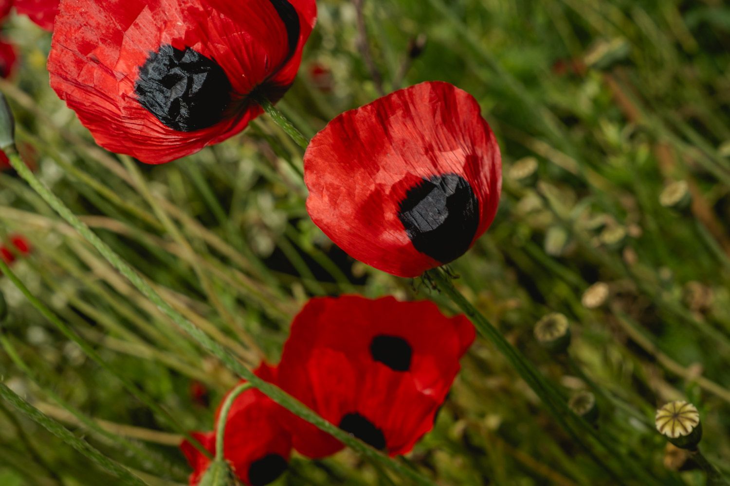 Red & Black, Papaver argemone (prickly poppy) with dramatic ink-like markings. Oana Baković’s @Great Dixter, 2025.