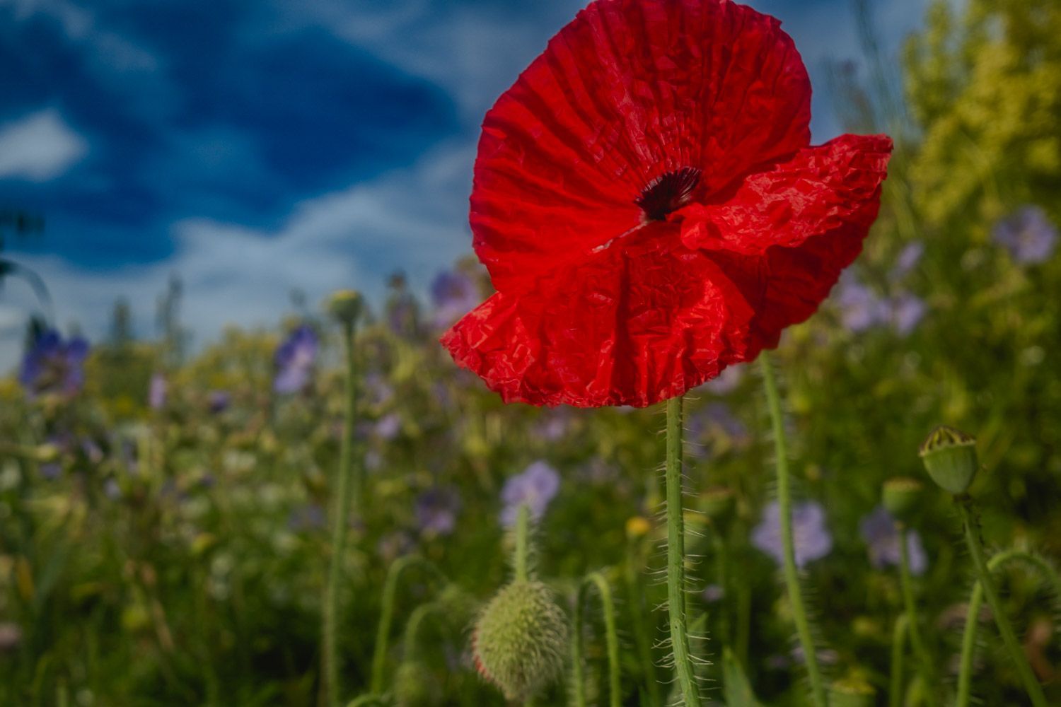 Poppy in Red, spotlighting a single Papaver rhoeas under dramatic skies. Fine art floral photography by Oana Baković, 2025.