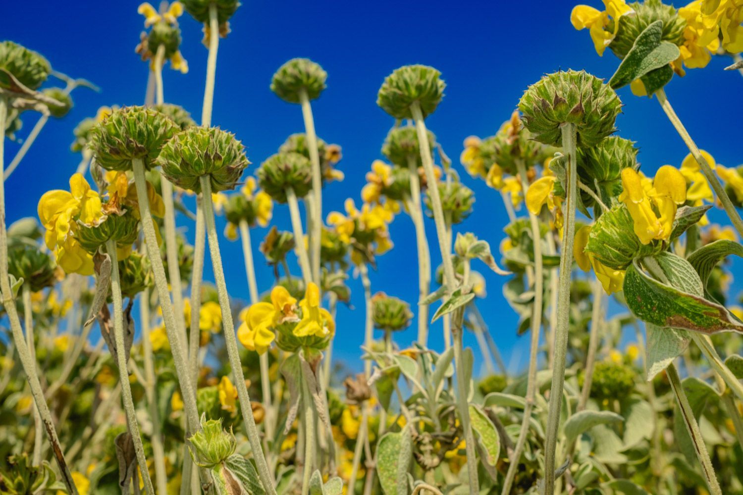 Sun Stage, a golden stand of Phlomis fruticosa rising in midday light. Captured at Great Dixter by Oana Baković, 2025.