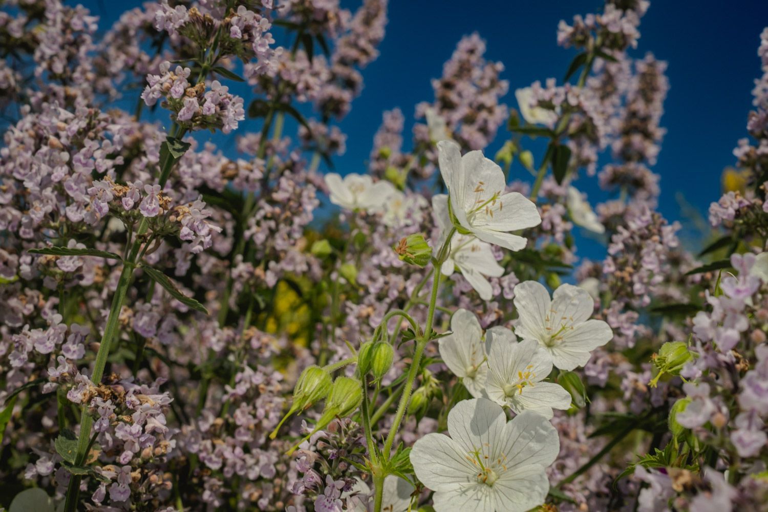 Flower Waves, featuring Geranium pratense and Nepeta in layered bloom. Botanical art by Oana Baković at Great Dixter, 2025.