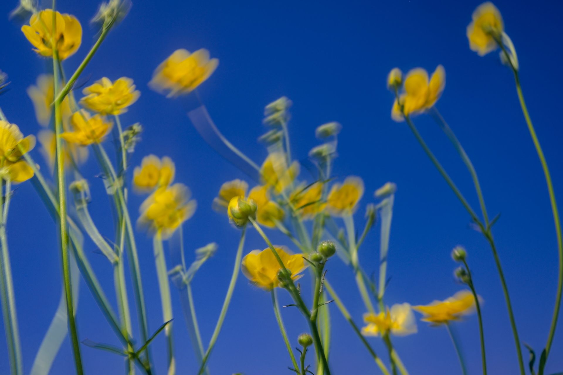 Hello Yellow, colour photography of Ranunculus acris, Spring Theory collection @Oana Baković - Fine Art Photography, 2024.