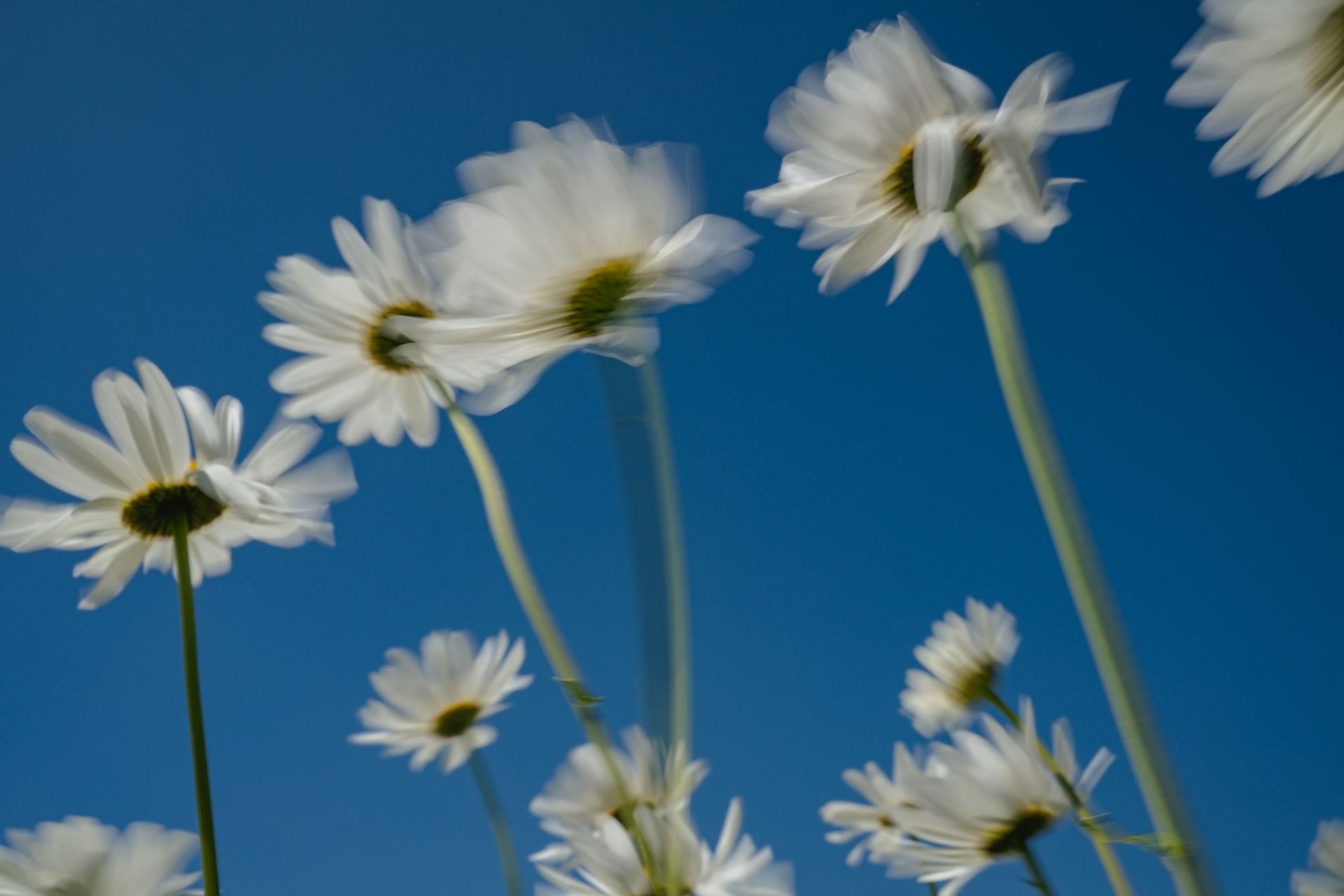 Highway Giants, colour photography of Leucanthemum vulgare, Spring Theory collection @Oana M. Baković, 2024.