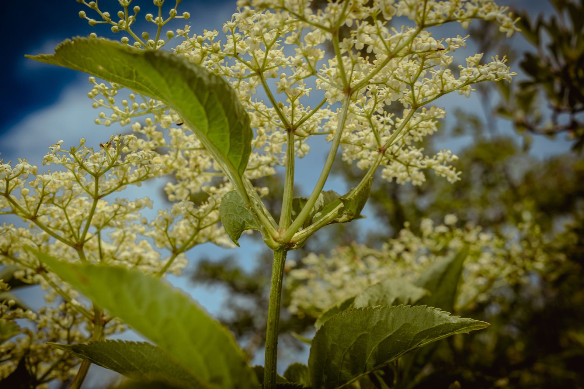 Sambucus nigra in bloom over rare limestone pavement. Photographed by Oana Baković in collaboration with Carly Stevens, 2025.