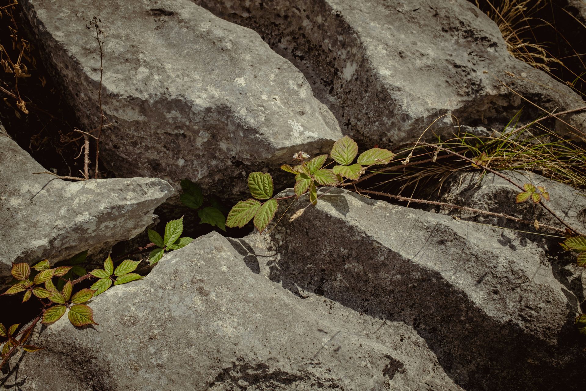 Rubus fruticosus threading through glacial limestone grikes in Cumbria. Fine art nature photography by Oana Baković, 2025.