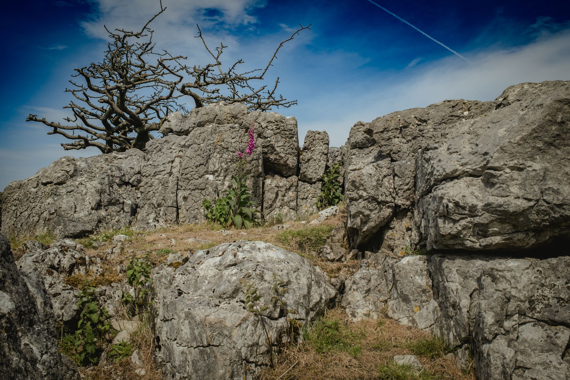 Digitalis purpurea blooming boldly in a limestone crevice beneath gnarled branches. Fine art photo by Oana Baković, 2025.