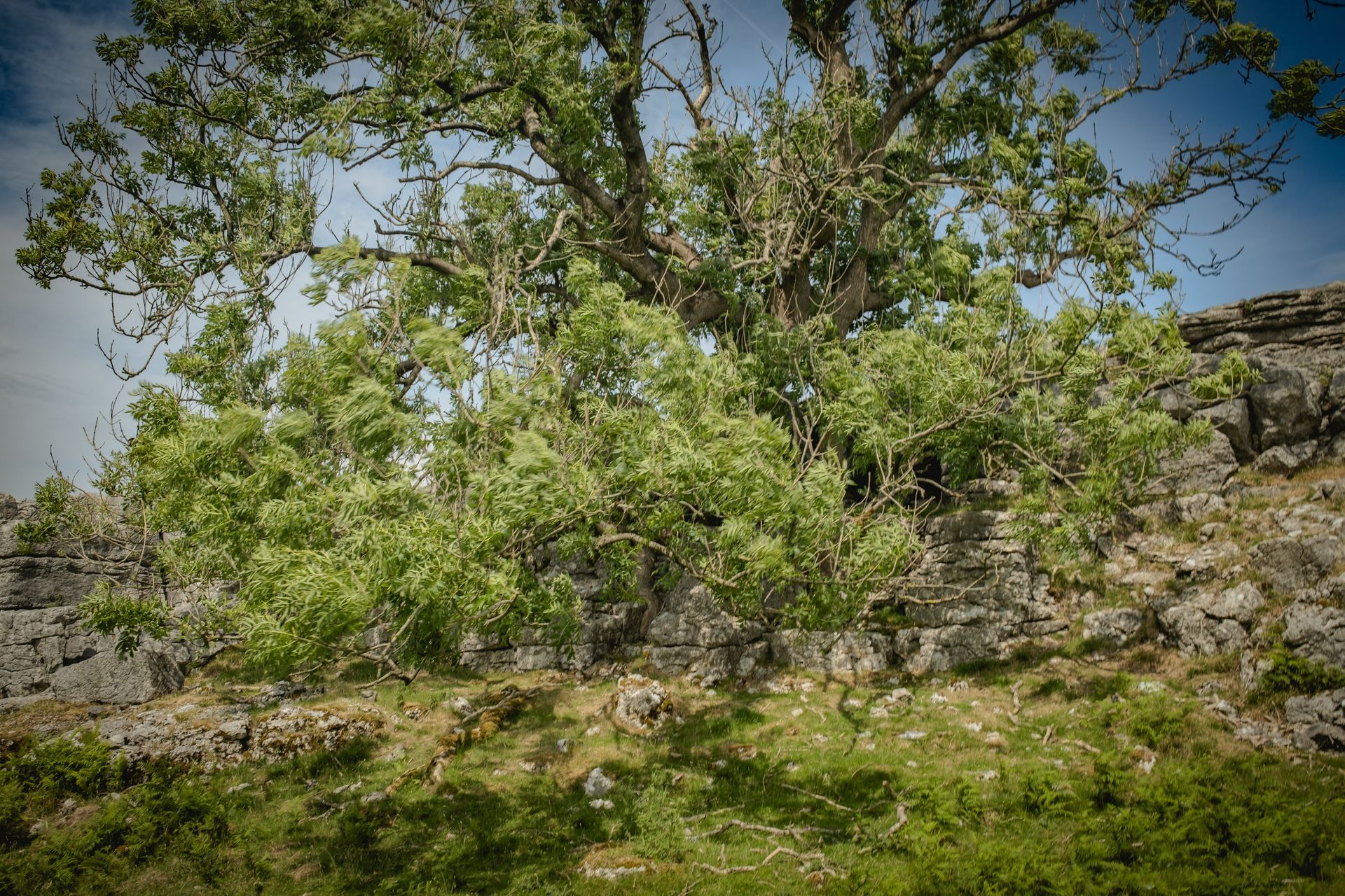 Ash tree swaying in summer wind above limestone outcrop in Cumbria. Fine art nature photography by Oana Baković, 2025.