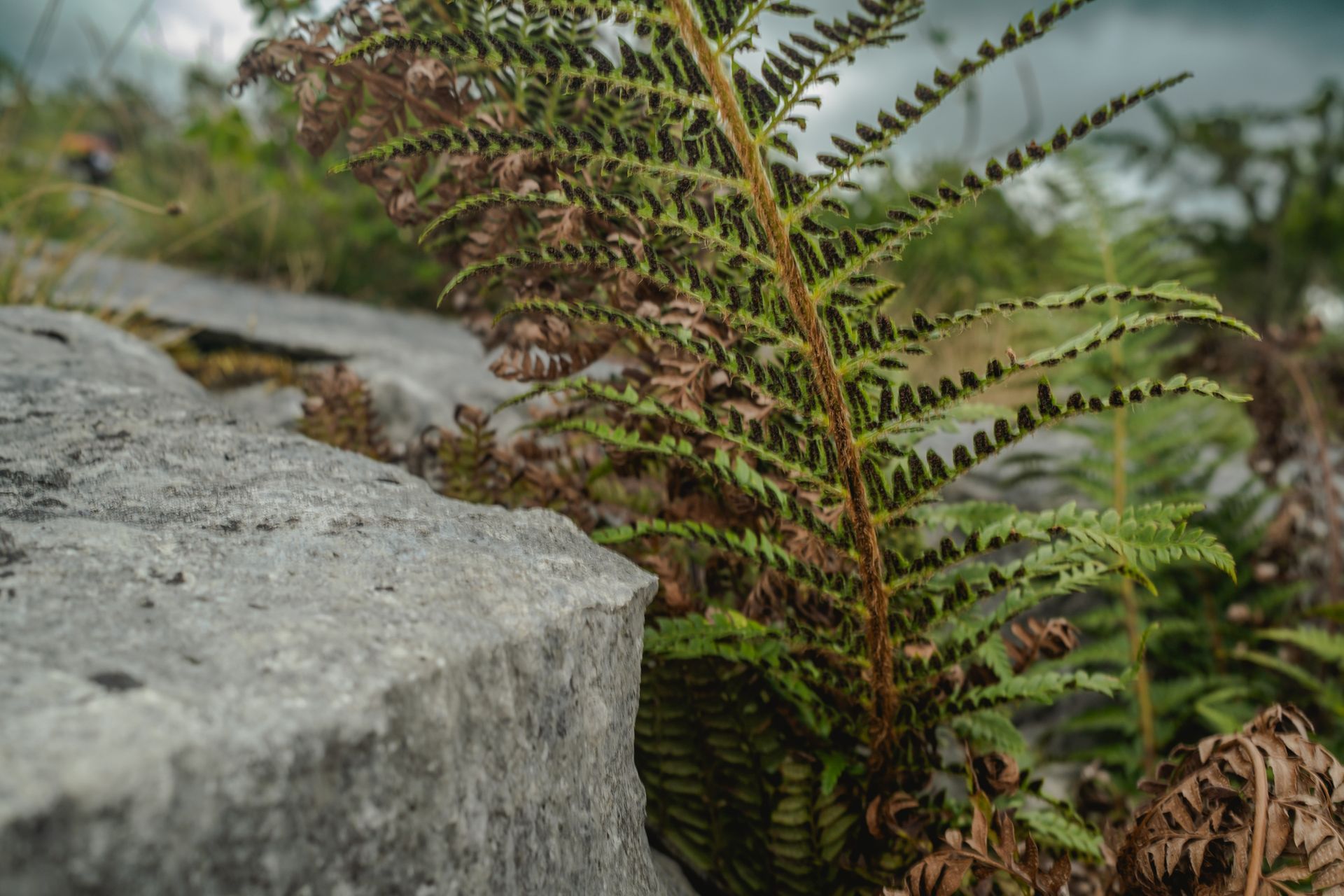 Male fern with spore details nestled in glacial limestone cracks. From ‘Limestone’ by Oana Baković with Carly Stevens, 2025.