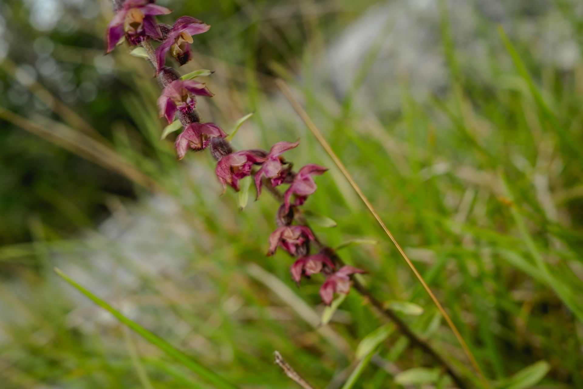 Epipactis atrorubens orchid among limestone and grass. Fine art floral photography by Oana Baković, with Carly Stevens, 2025.