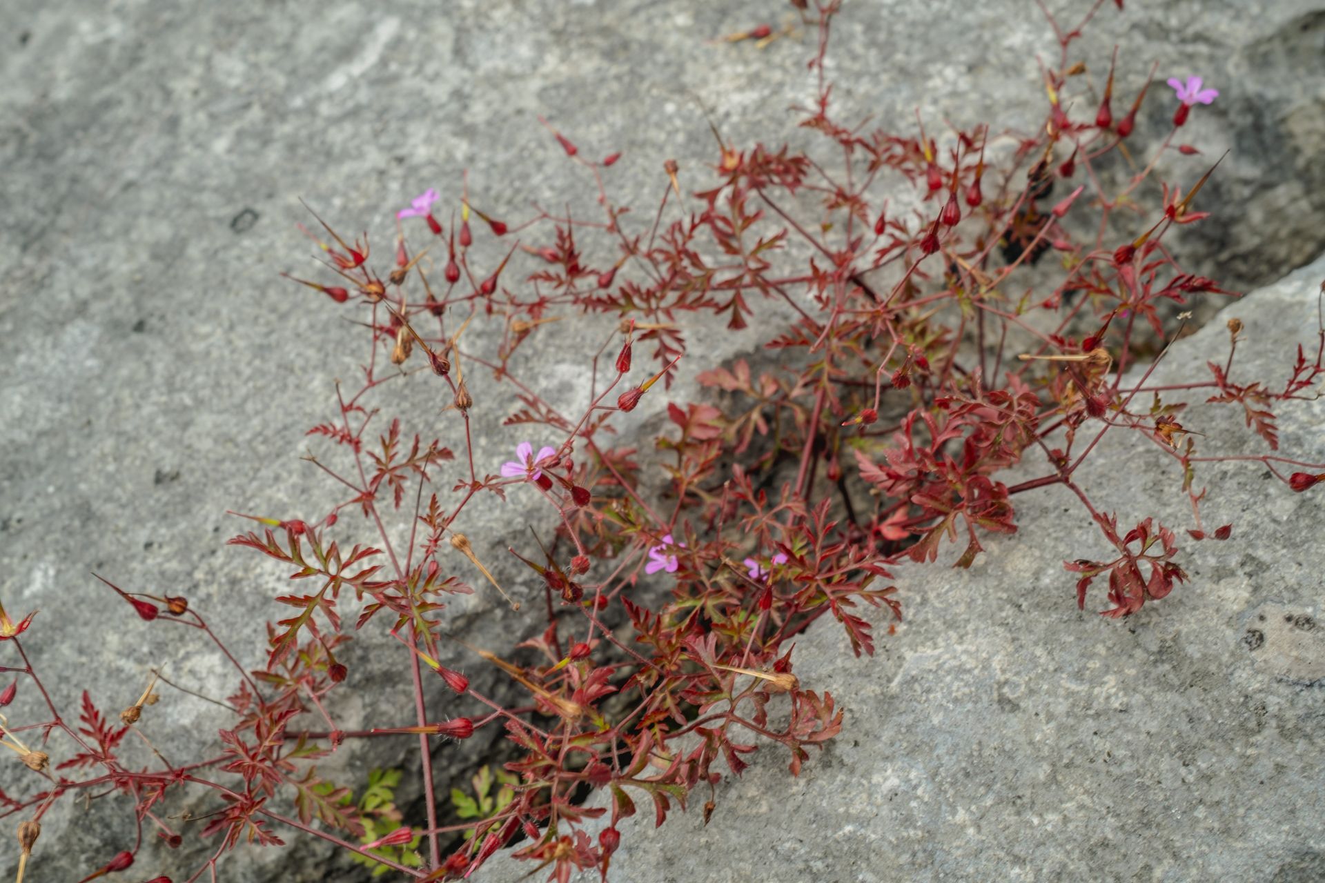 Geranium robertianum glows red on limestone — fine art floral photography by Oana Baković, 2025.