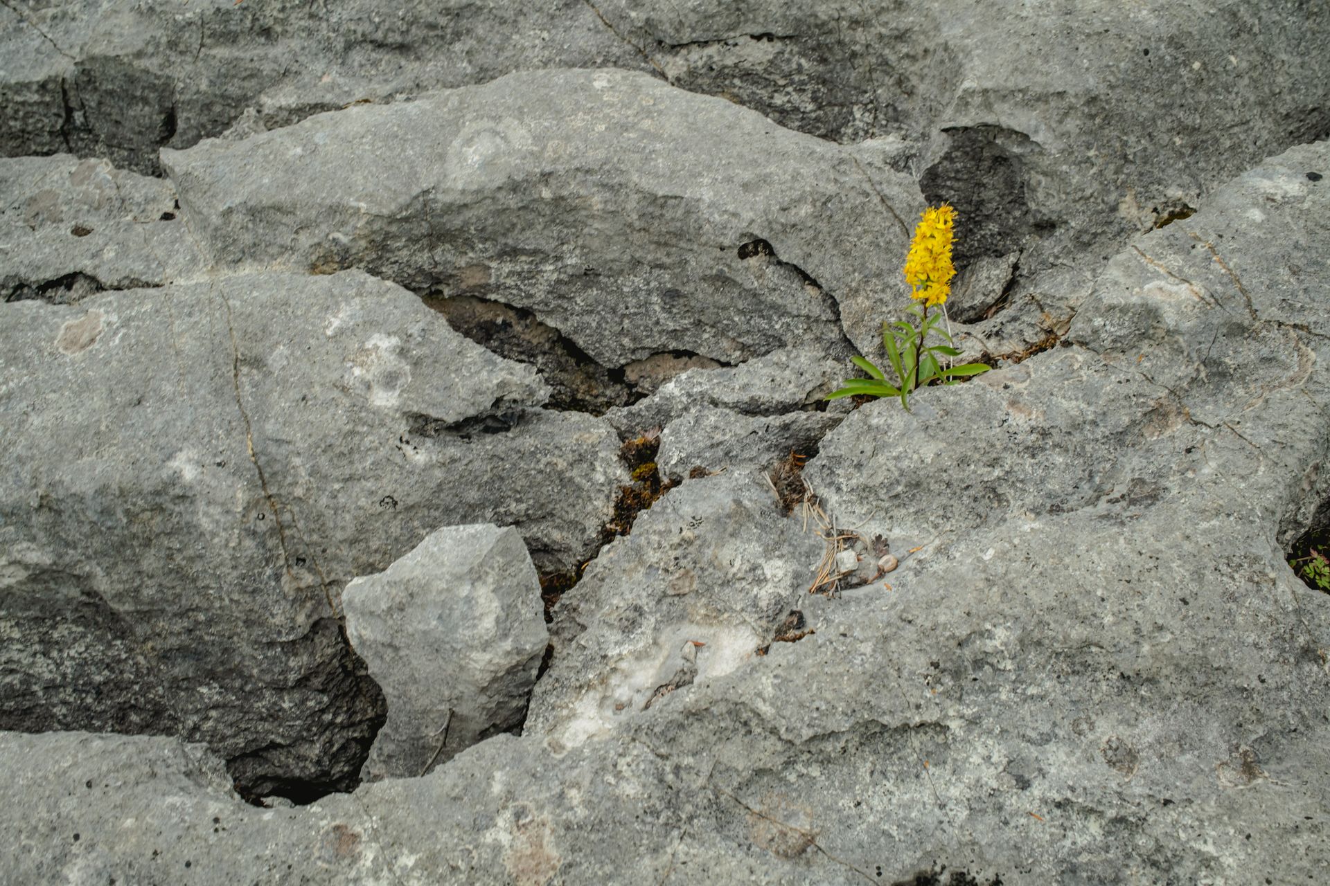 Common spotted-orchid blooms from fractured limestone in Cumbria. From ‘Limestone’ by Oana Baković with Carly Stevens, 2025.