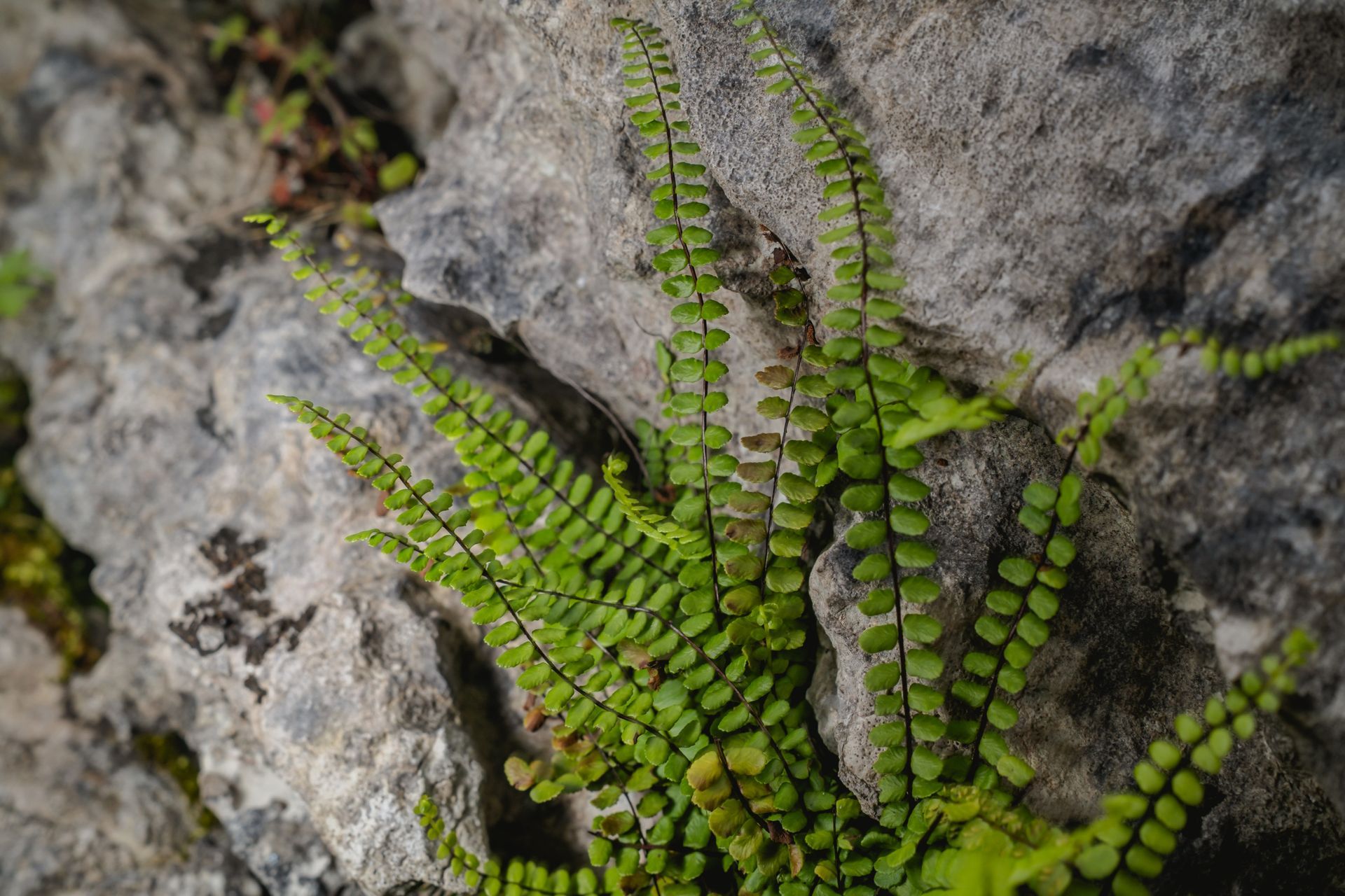Maidenhair fern growing delicately from limestone. From ‘Limestone’ by Oana Baković with Prof. Carly Stevens, 2025.