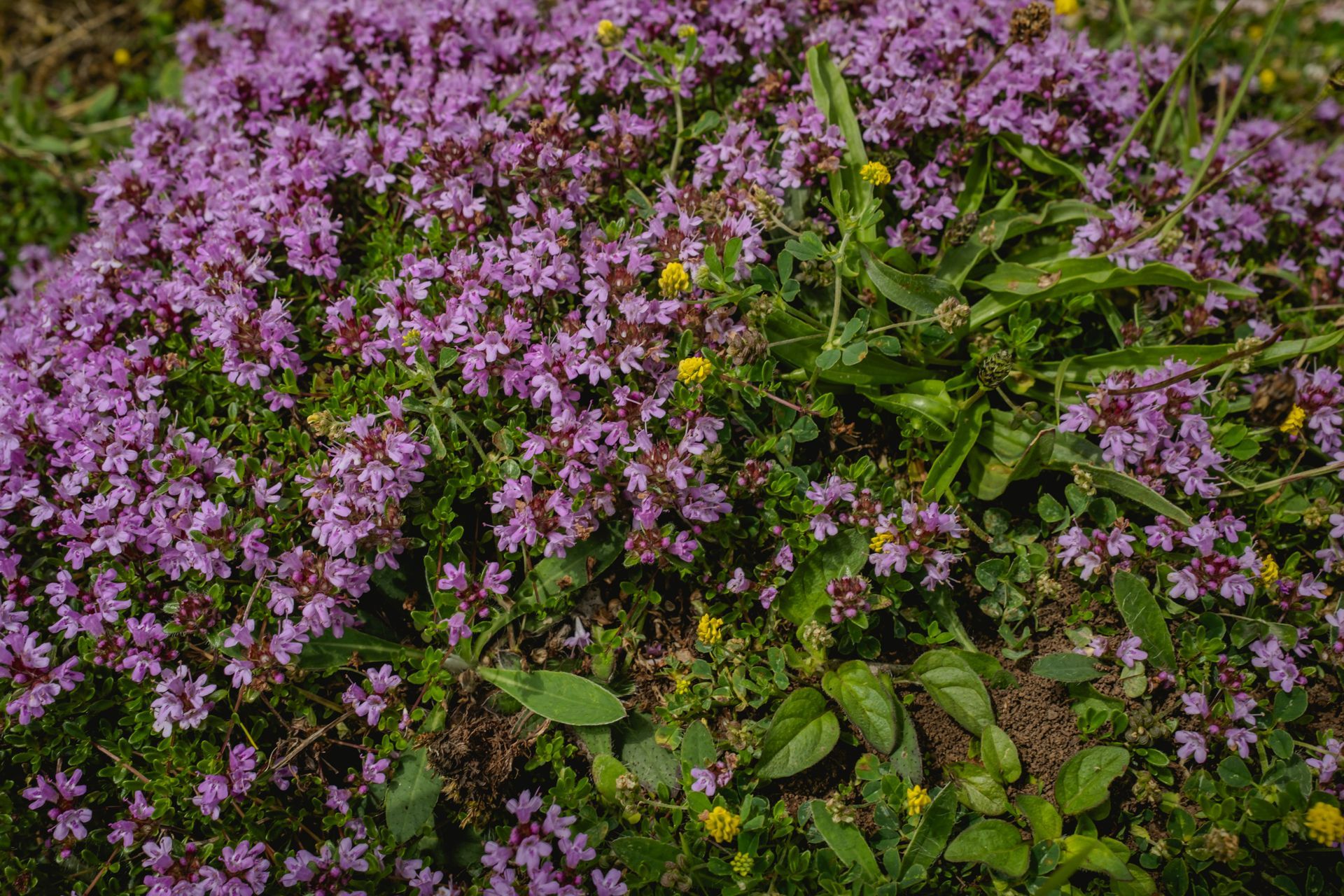 Wild Thymus polytrichus (wild thyme) blooming over limestone mounds, home to hidden ant nests. © Oana Baković, 2025.