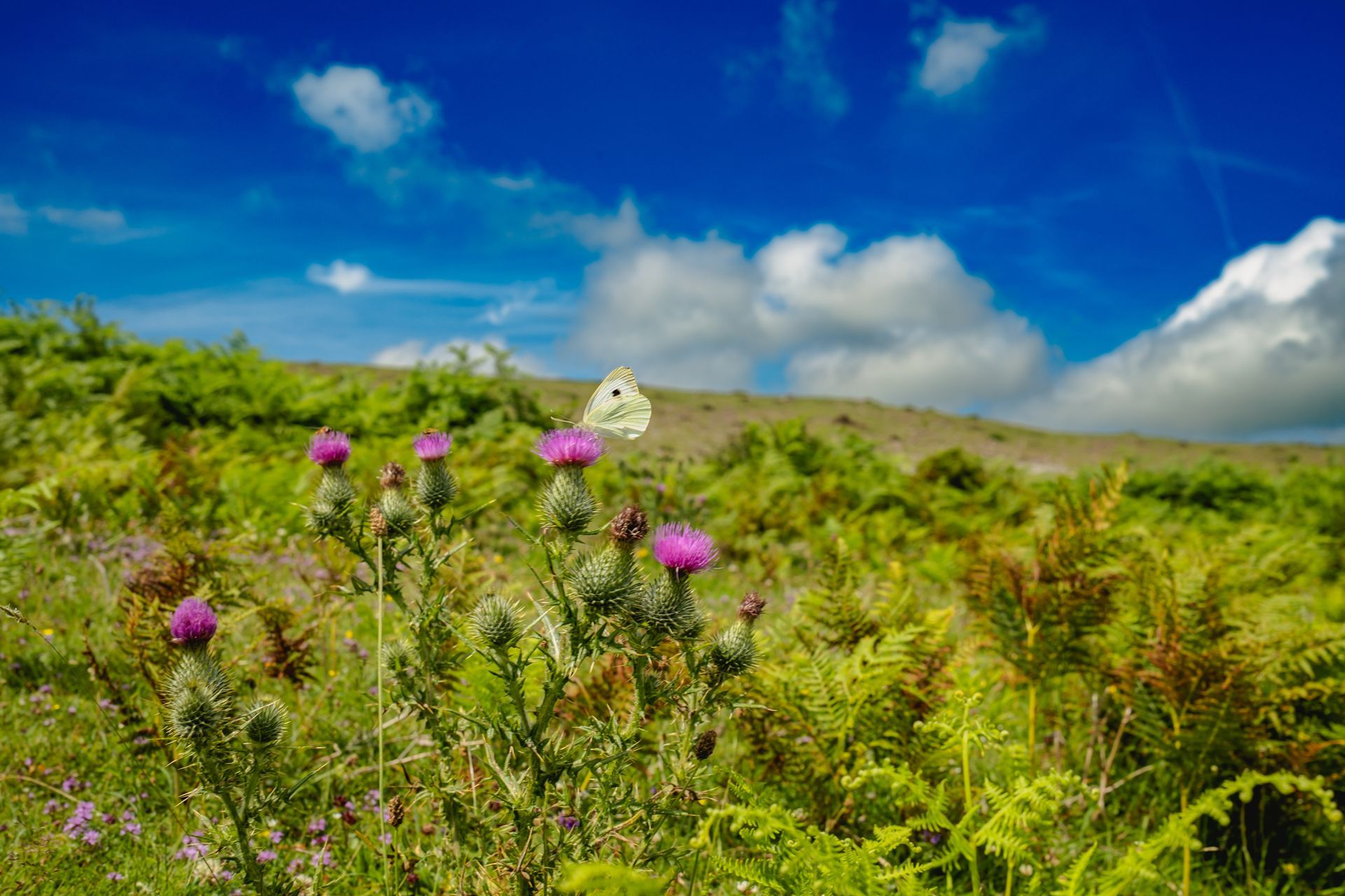 Large white butterfly (Pieris brassicae) on creeping thistle, photographed on limestone pavement by Oana Baković, 2025.