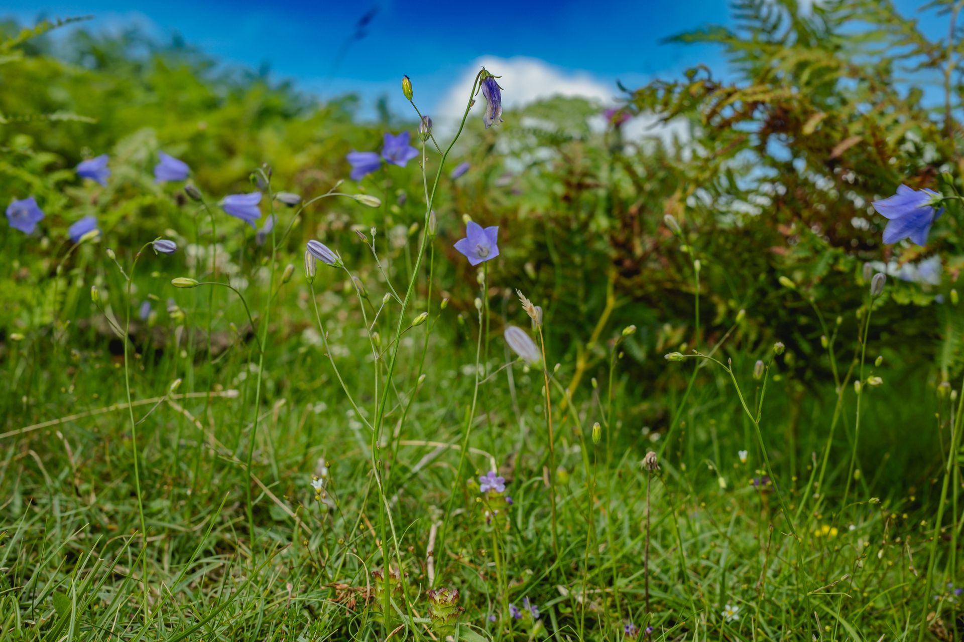 Campanula rotundifolia (harebell) sways gently on limestone hills. Fine art nature photography by Oana Baković, 2025.