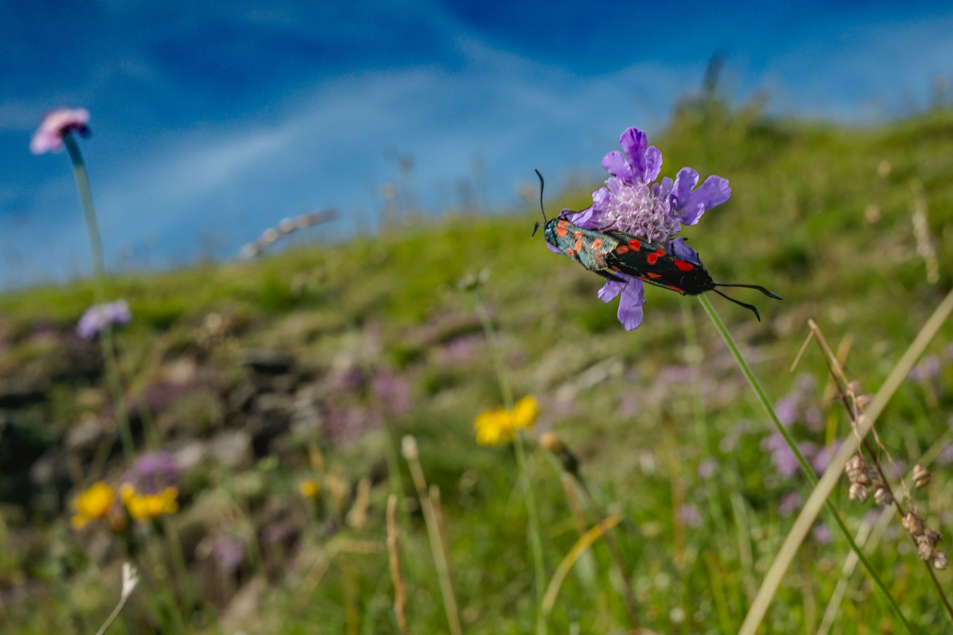 Zygaena filipendulae (six-spot burnet moths) mating on wildflower. Fine art macro photography by Oana Baković, 2025.