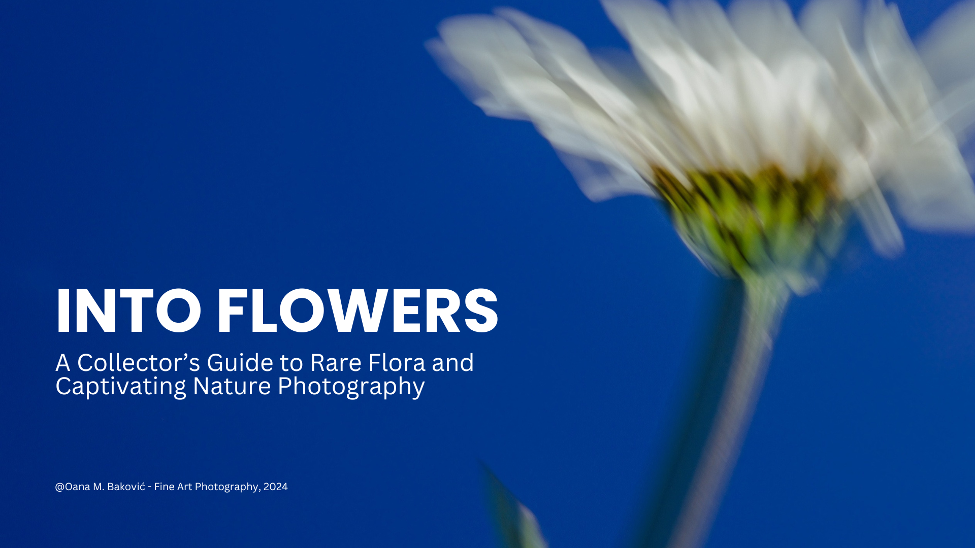 Into Flowers Lookbook by Oana M. Baković: A guide featuring floral photography, insights, and inspiration for collectors.