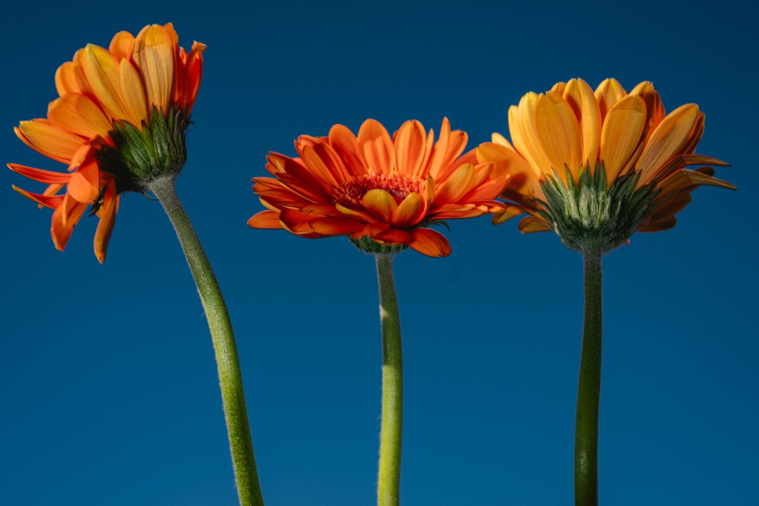 Calendula officinalis flowers standing tall under blue skies. Fine art botanical photography by Oana Baković, 2025.