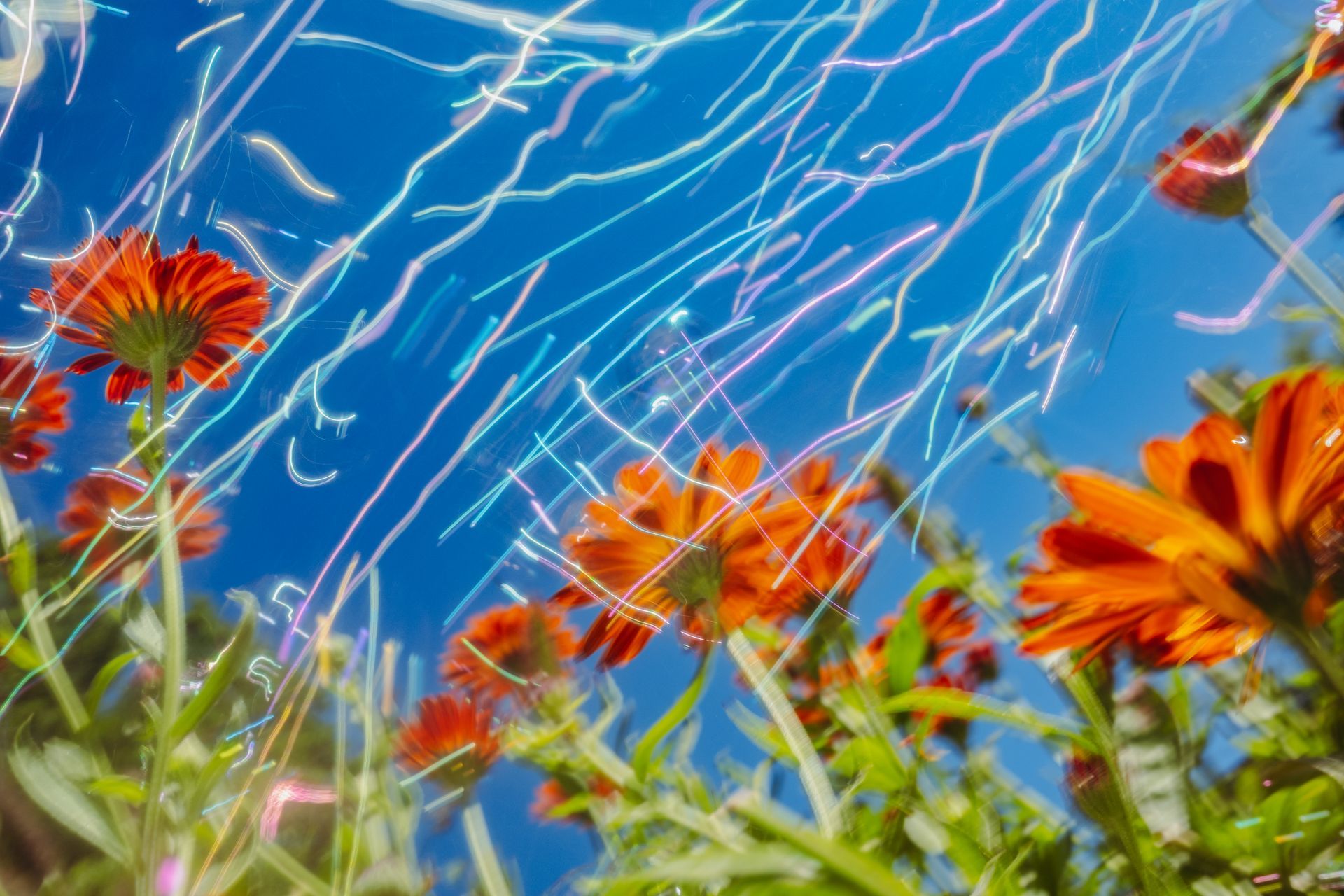 Orange Pop, creative photography showcasing Calendula officinalis @Bates Green Garden by Oana M. Baković.