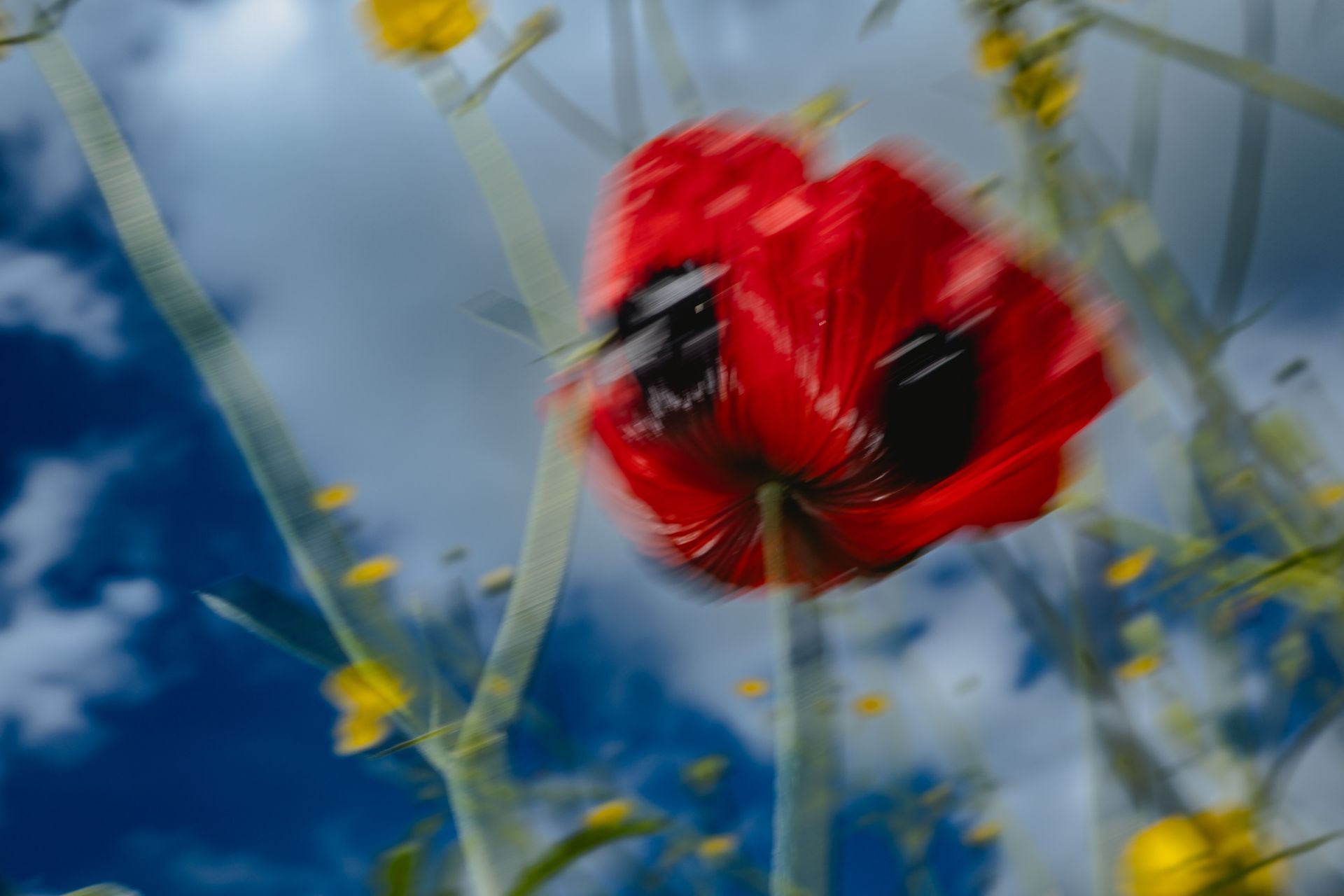 Red Zone, colour photography of Papaver rhoeas, Spring Theory collection @Oana M. Baković - Fine Art Photography, 2024.