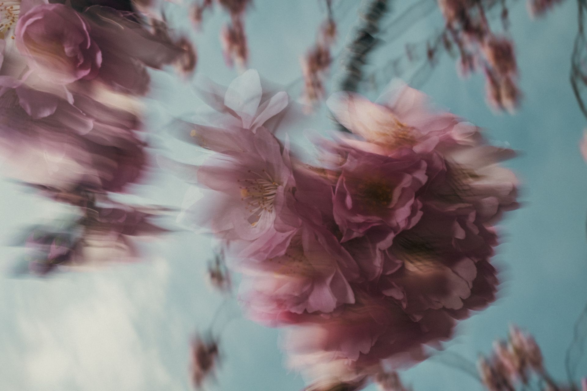 Supernova, creative photography celebrating spring featuring a heart-shaped cherry blossom @Oana Baković, 2024. 