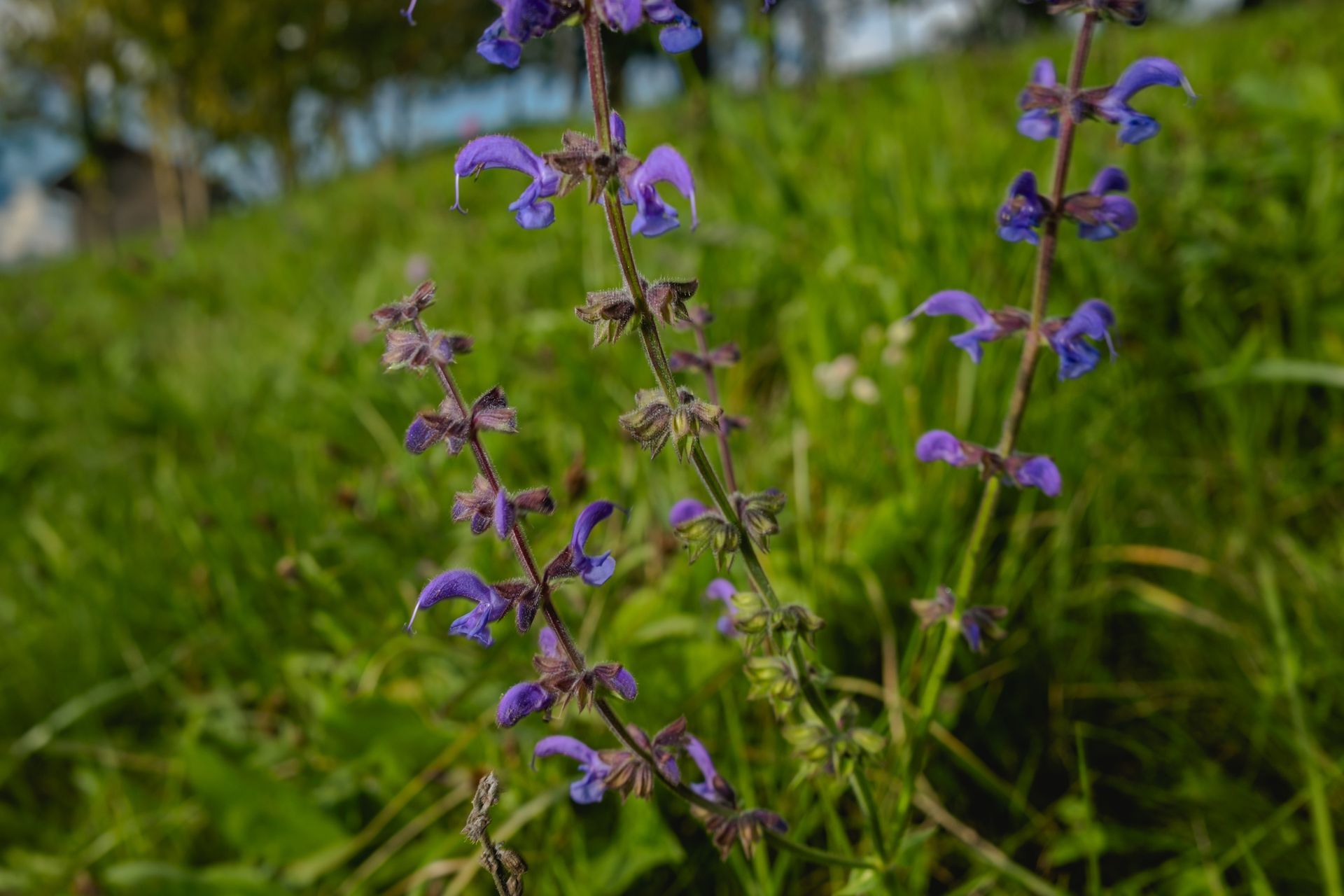 Purple meadow sage (Salvia pratensis) flowers in green grass, fine art macro nature photography © Oana M. Baković, 2025.