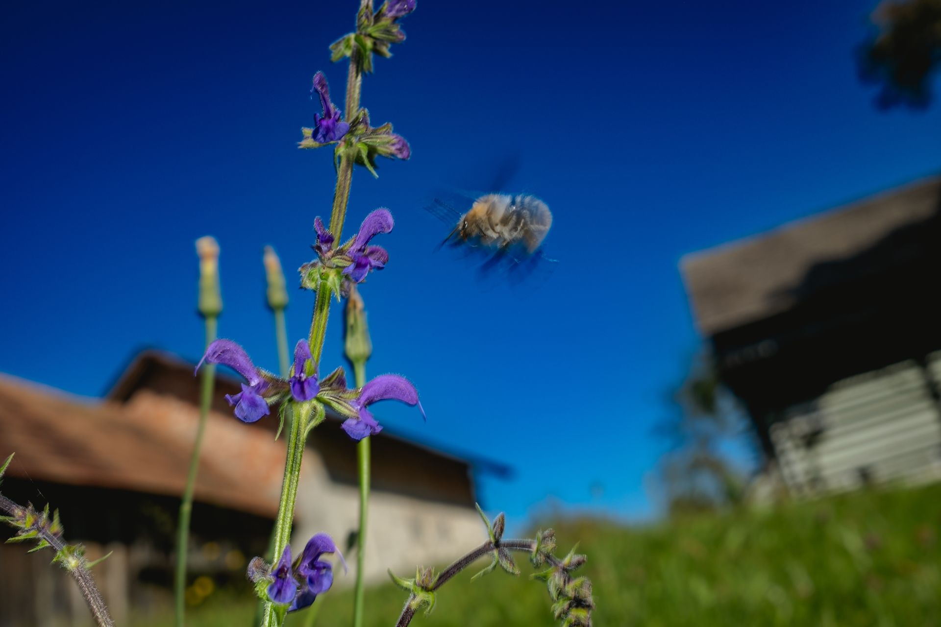 Honeybee flying near purple meadow sage blossoms under blue sky — fine-art macro nature photograph by Oana M. Baković, 2025.