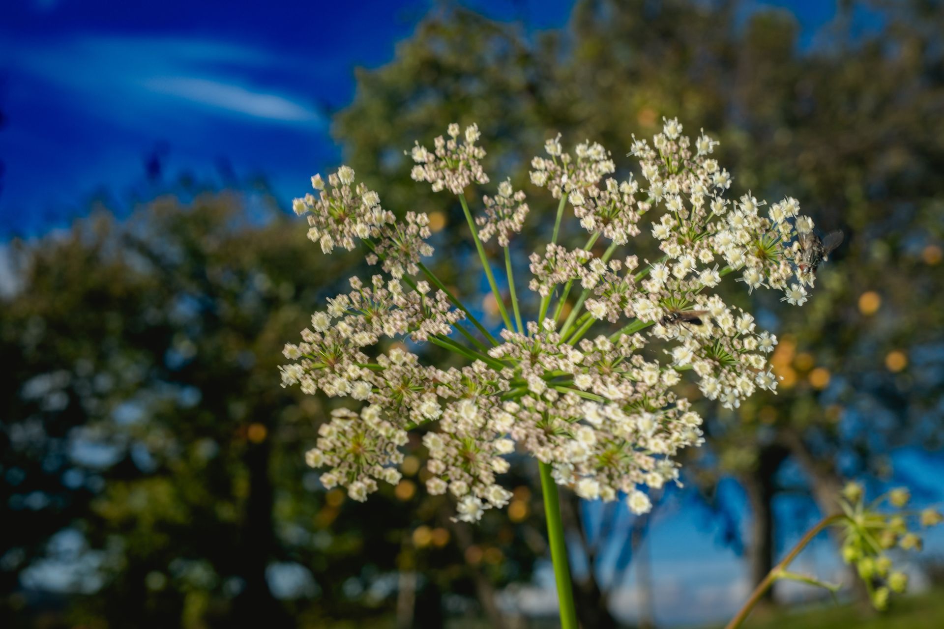 Wild carrot (Daucus carota) umbels rising in Slovenian meadow grass. Fine art floral photography by Oana Baković, 2025.