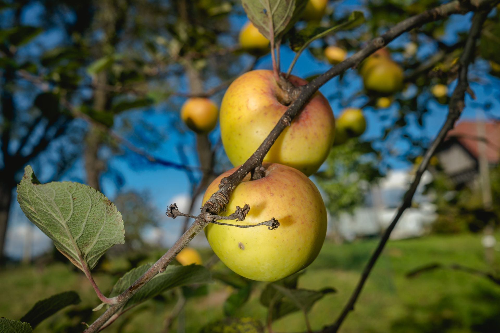 Close-up of apples hanging on orchard branch in sunlight, Slovenian countryside © Oana M. Baković, 2025.