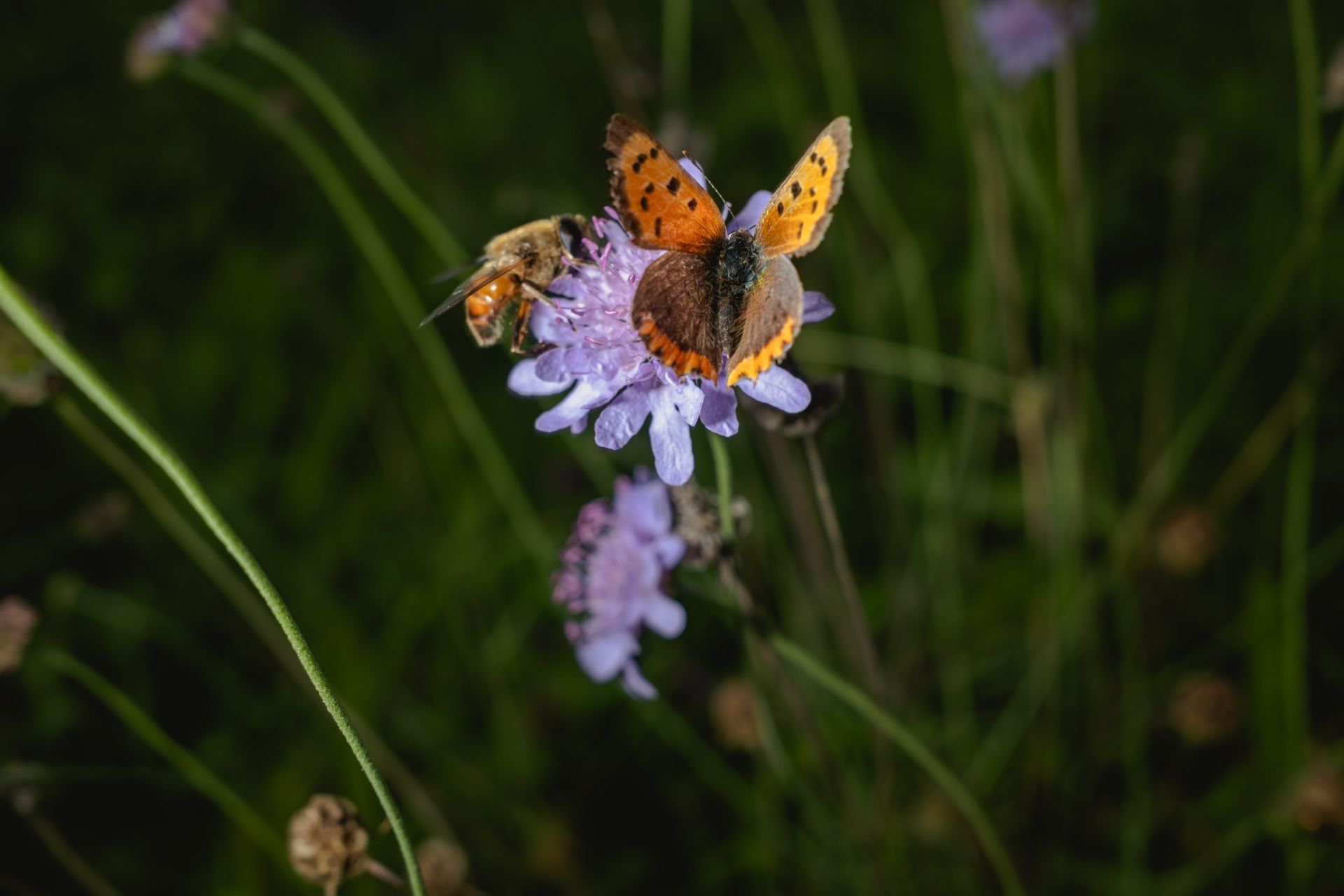 Small Copper (Lycaena phlaeas) butterfly and bee on field scabious, captured in autumn light — fine art nature photography © Oana Baković, 2025.