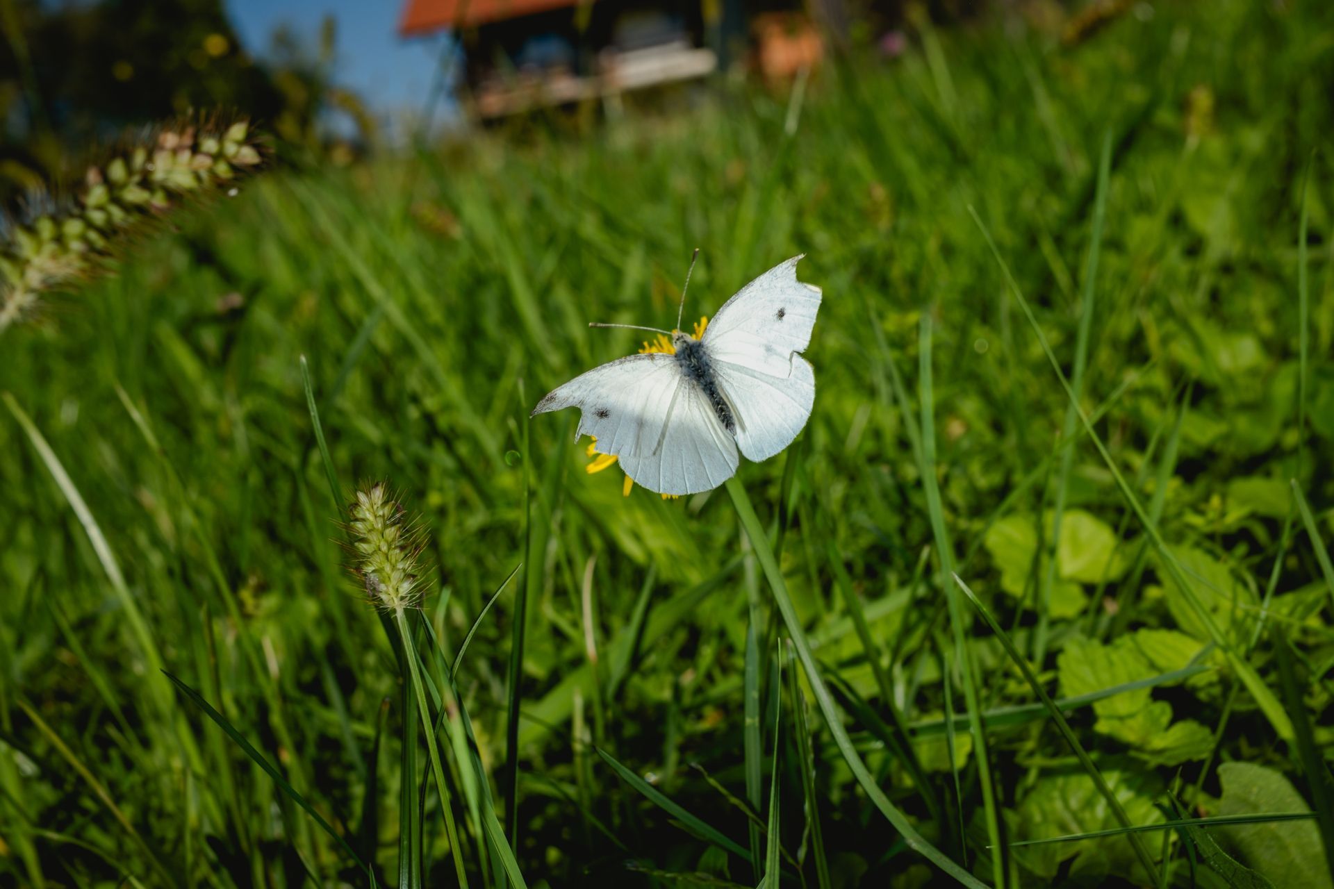 Small White butterfly (Pieris rapae) flying above meadow grass in sunlight, fine art botanical photography © Oana M. Baković, 2025.