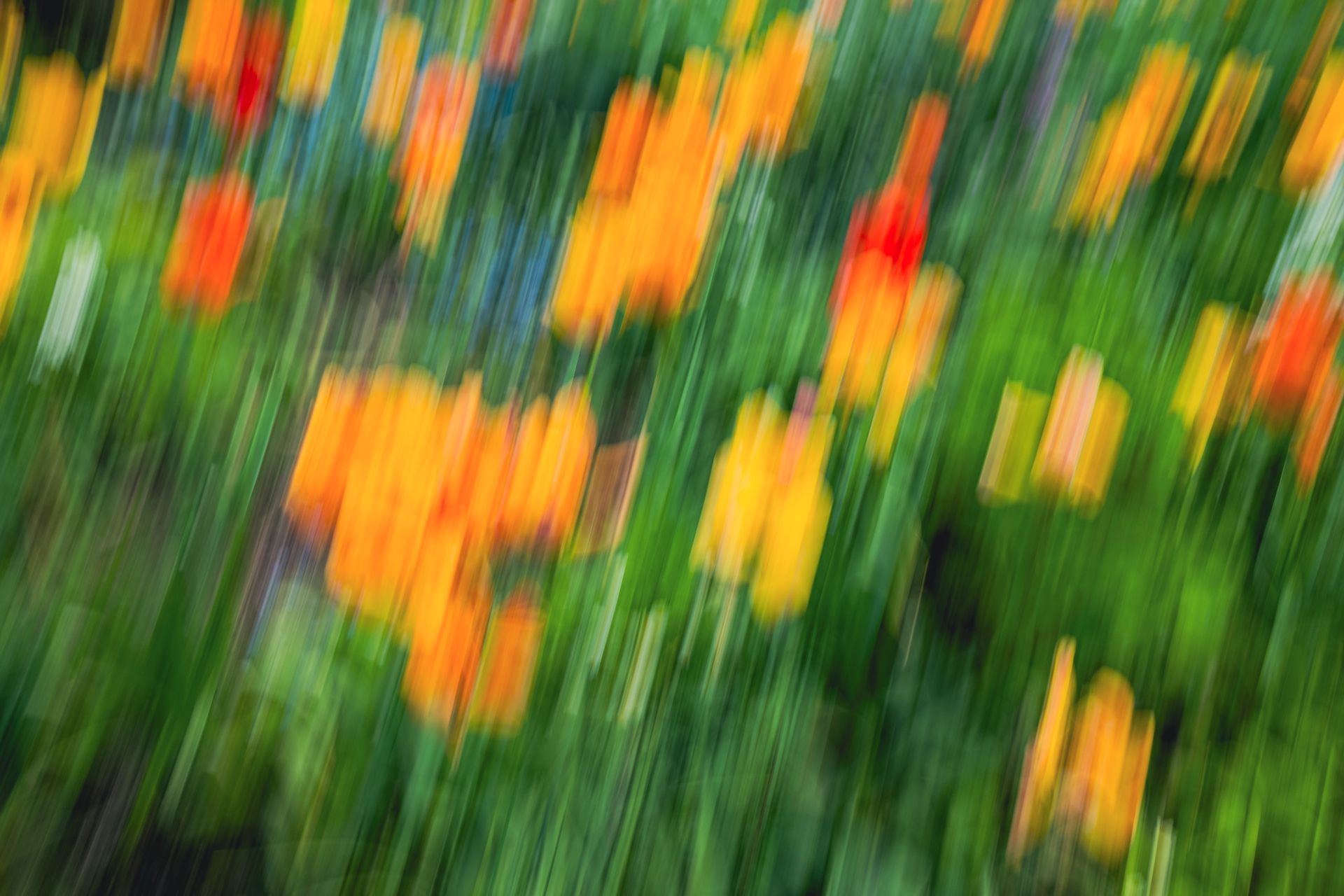Windows, colour photography of Tulipa gesneriana, Spring Theory collection @Oana M. Baković - Fine Art Photography, 2024.