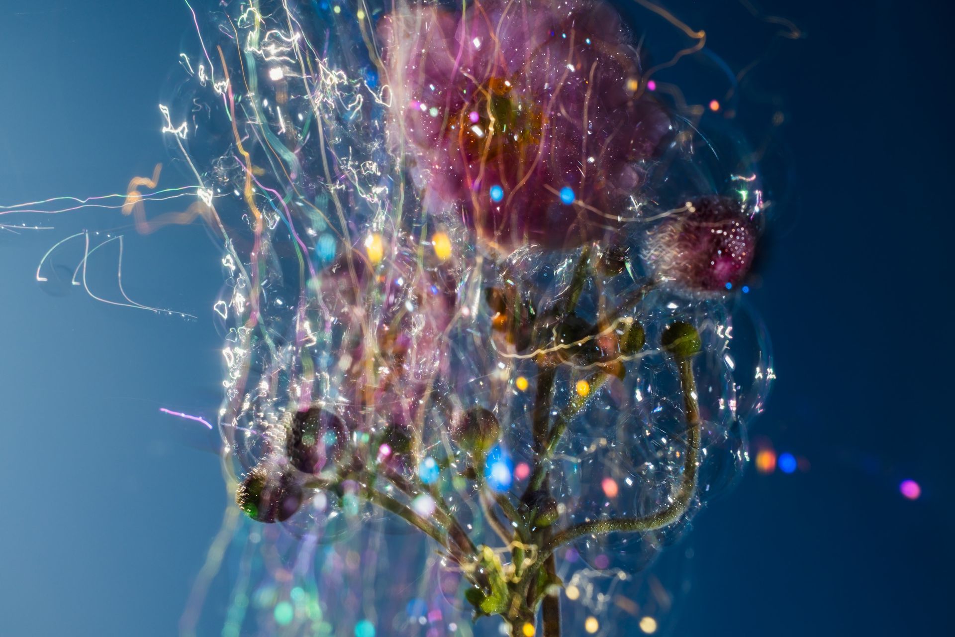 Fall Anemone, creative photography showcasing wild flowers and homemade soap bubbles as special effects by Oana Baković.