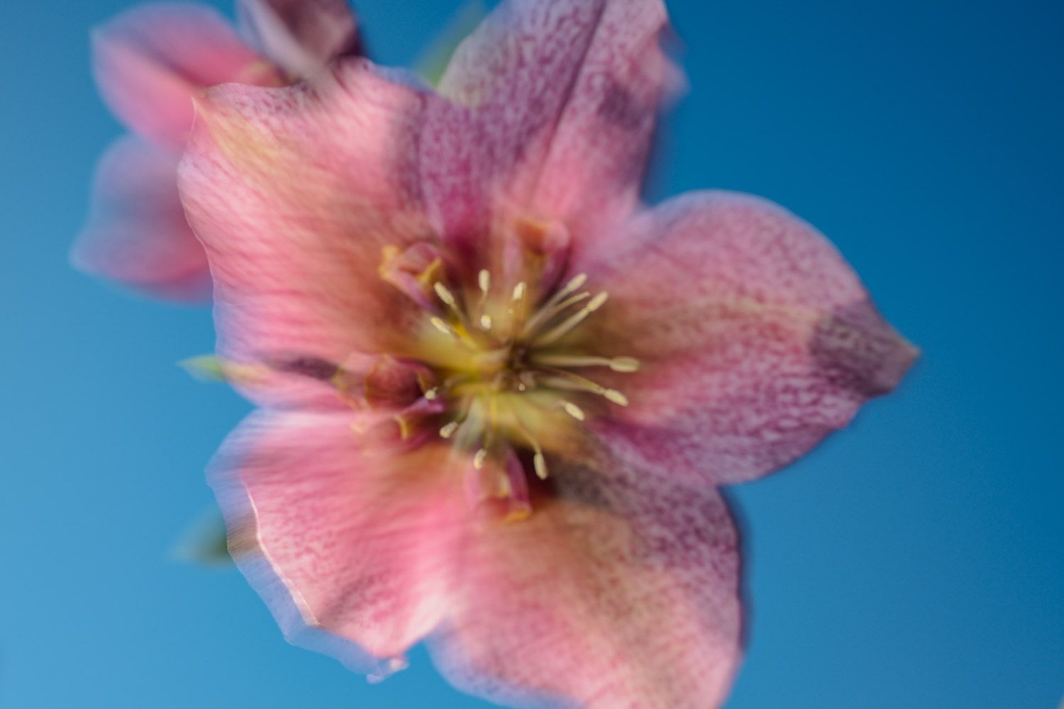 Creative photography of Helleborus, part of the Out Of The Blue collection @Oana M. Baković - Fine Art Photography, 2025.