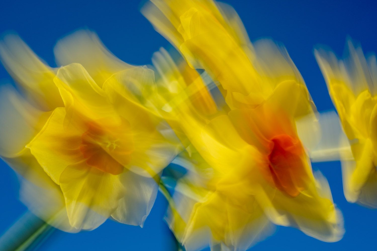 Creative photography of daffodil in motion, part of Out Of The Blue @Oana M. Baković – Fine Art Photography, 2025.